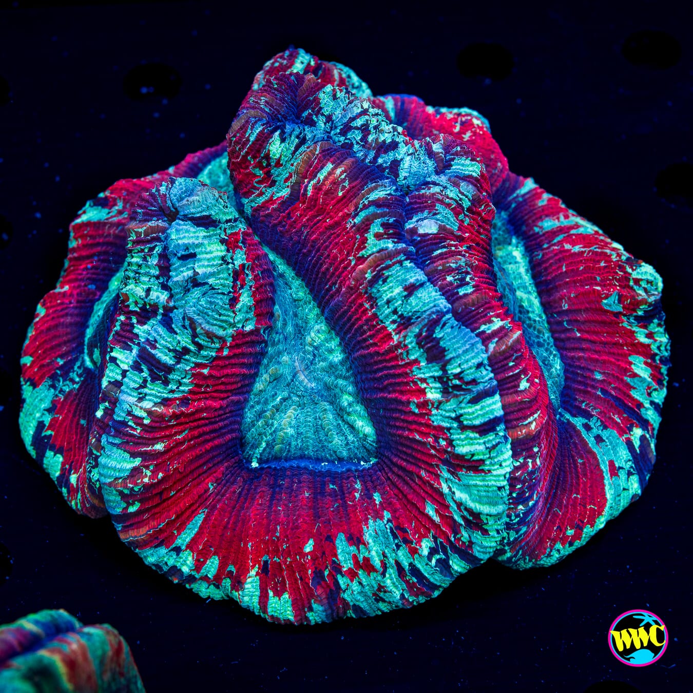 Scarlet Knight Trachyphyllia - Daylight Photo
