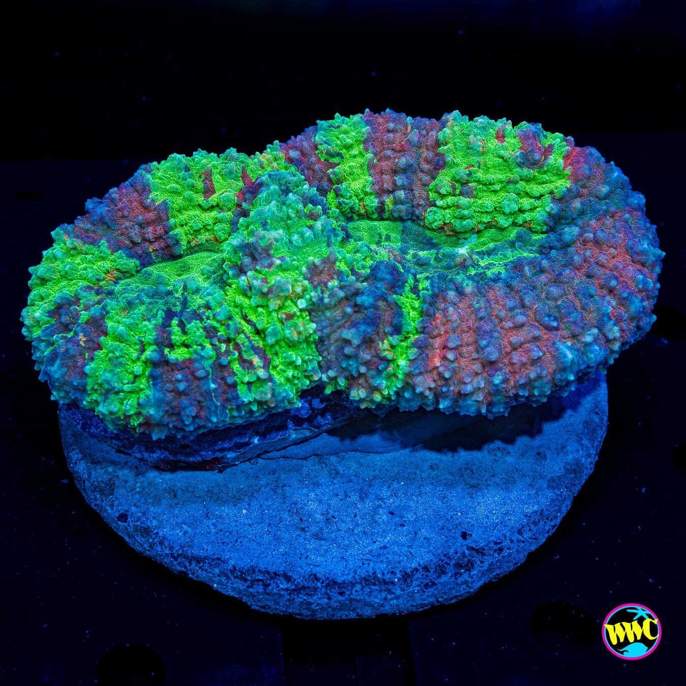Earthsoul Carpet Lobophyllia - Daylight Photo