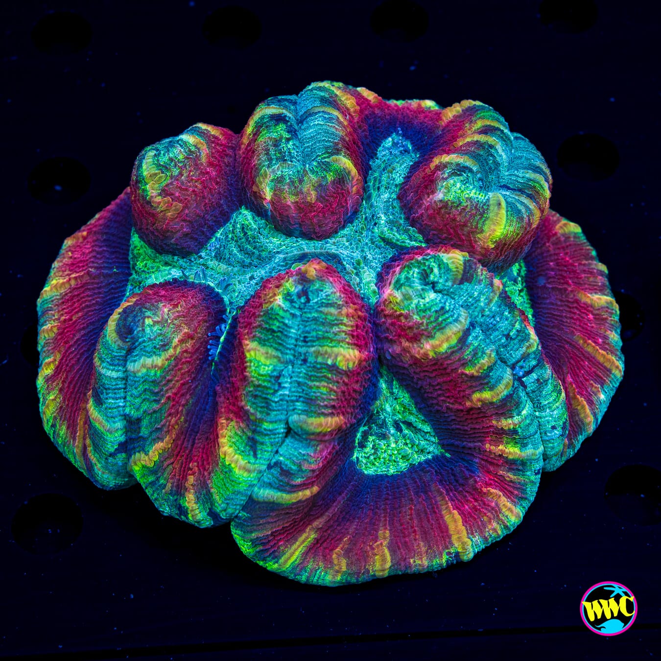 Rasta Vibes Trachyphyllia - Daylight Photo