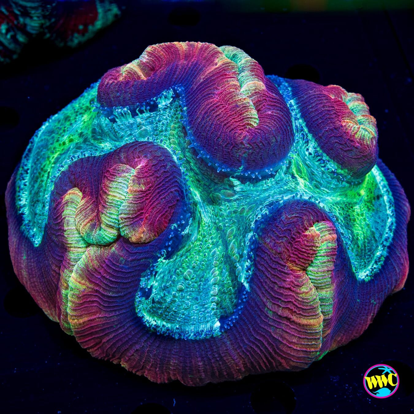 Rainbow Fluff Trachyphyllia - Daylight Photo