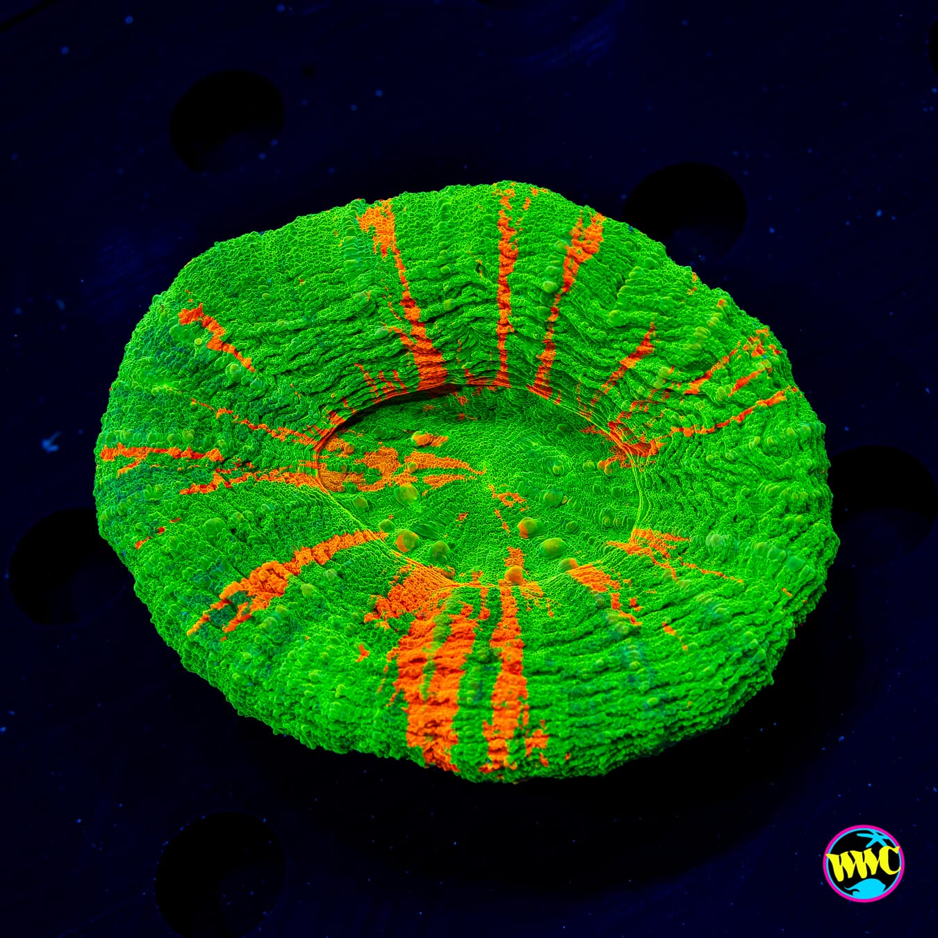 Candy Stripe Scolymia - Daylight Photo