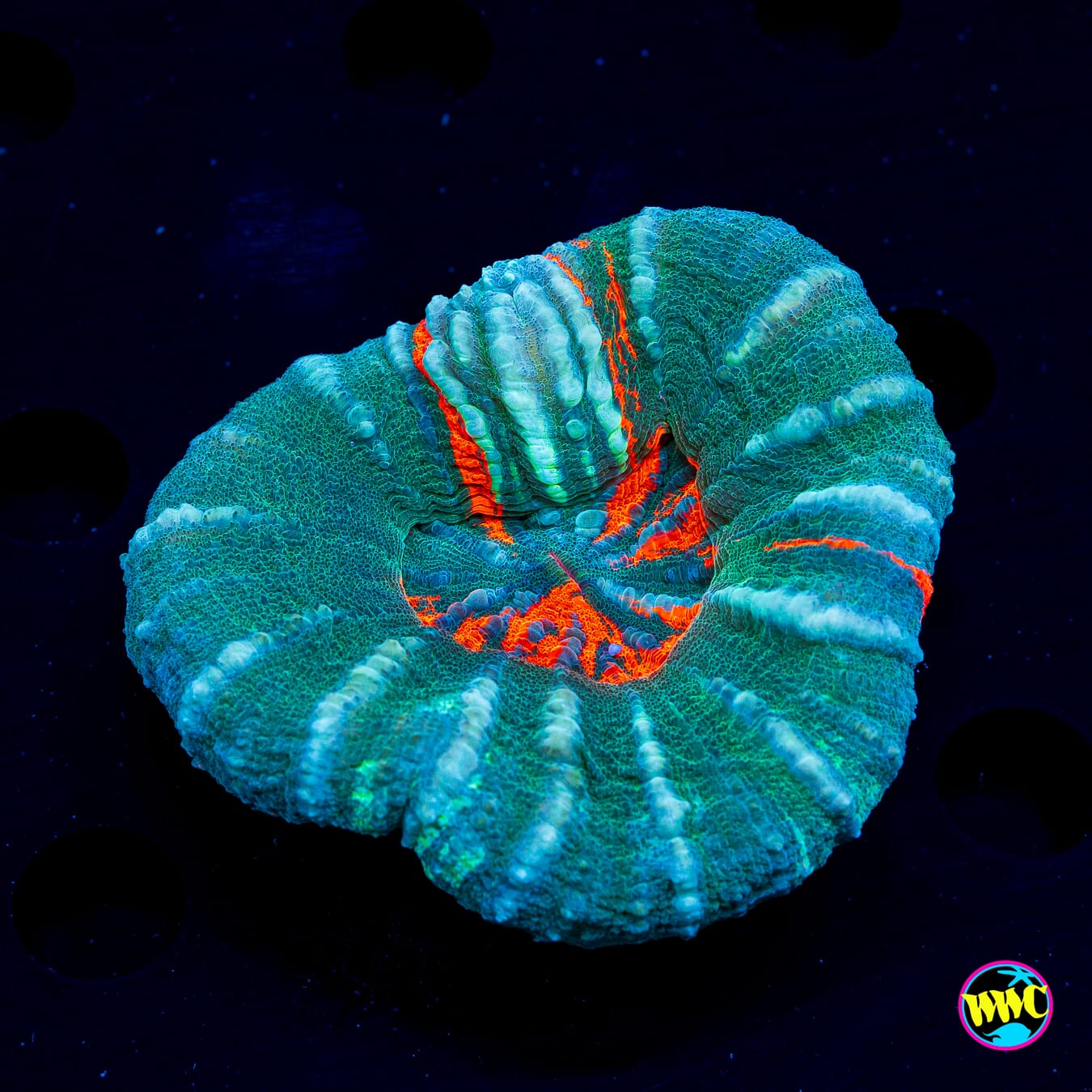 Teal Flame Scolymia - Daylight Photo