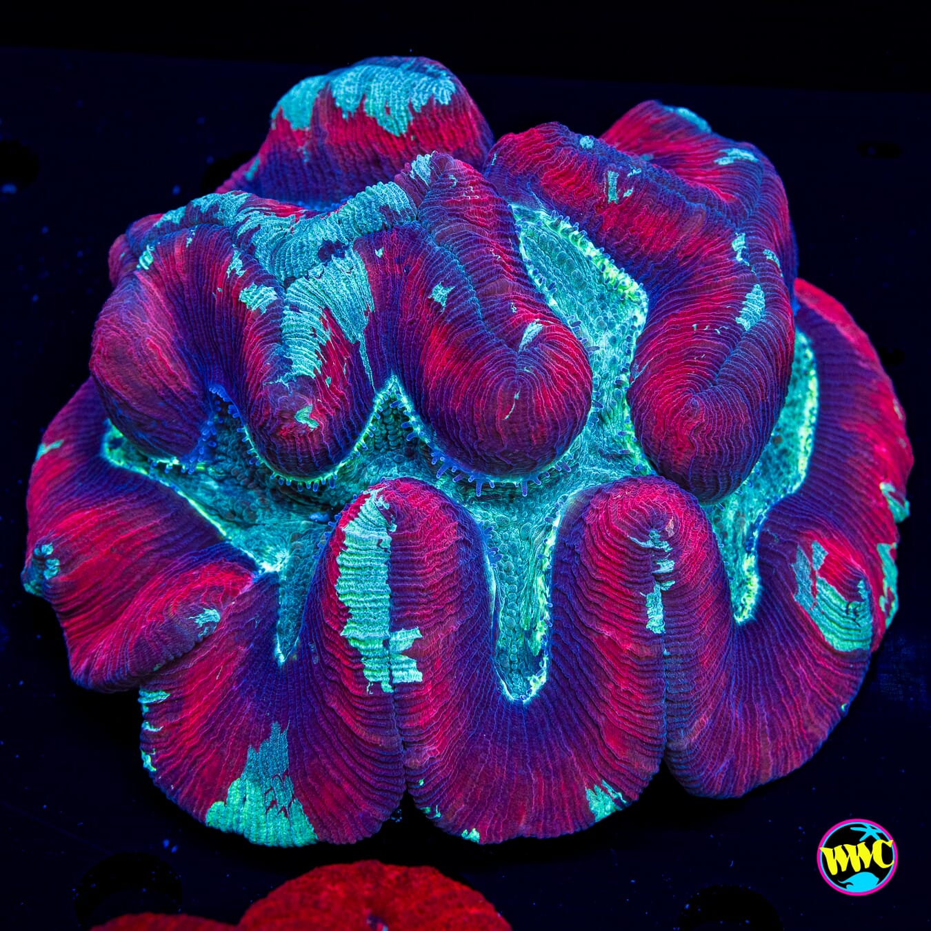 Paintball Trachyphyllia - Daylight Photo