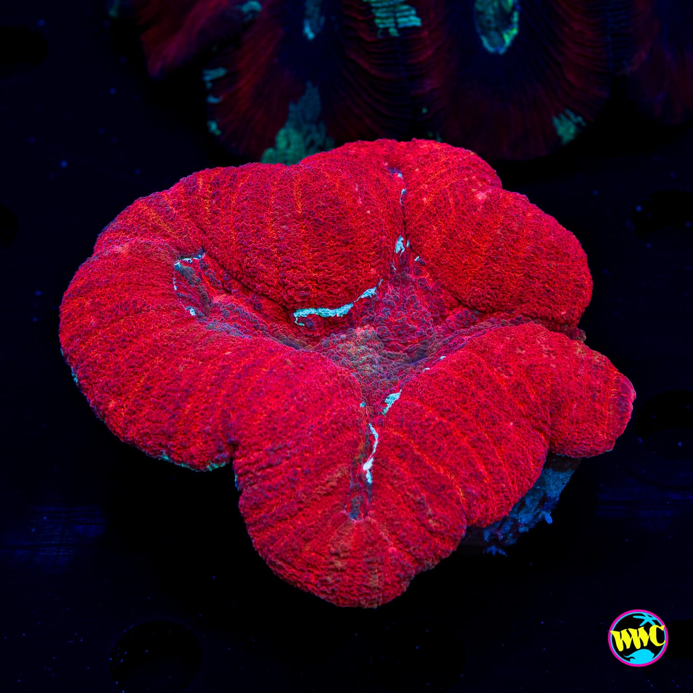 Red Hot Lobophyllia - Daylight Photo