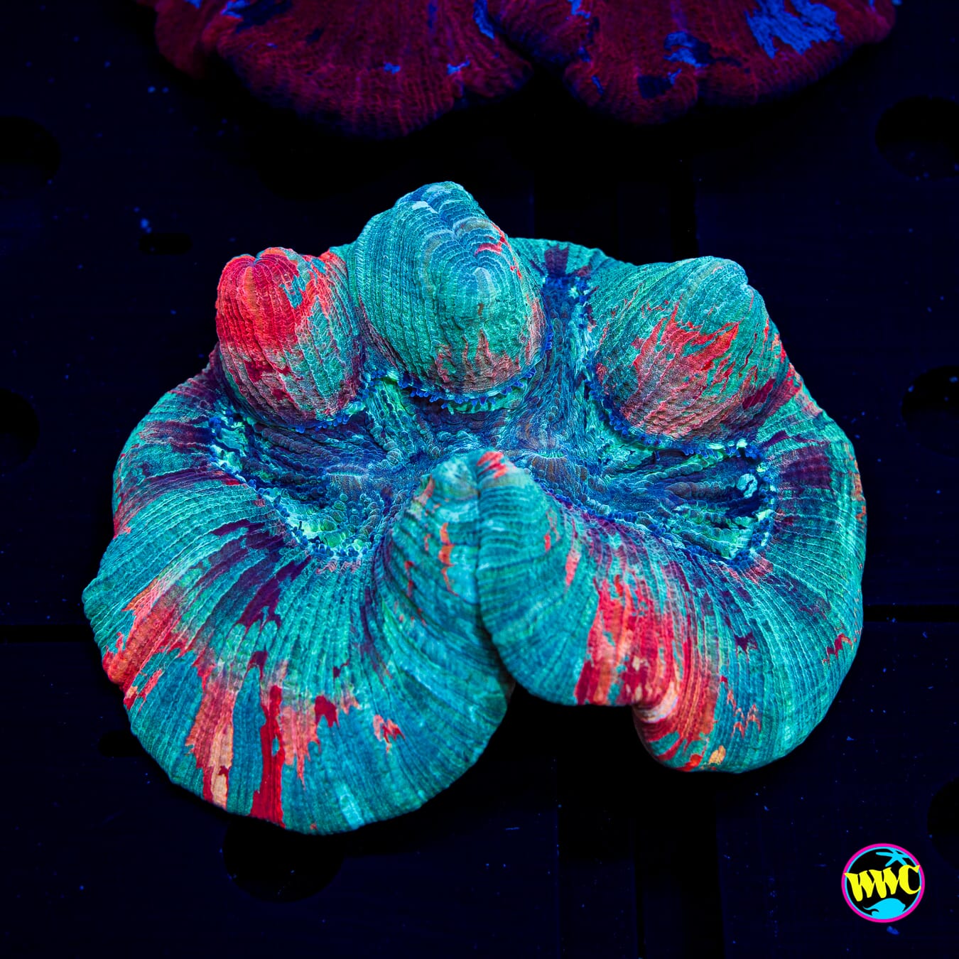 Grafitti Trachyphyllia - Daylight Photo