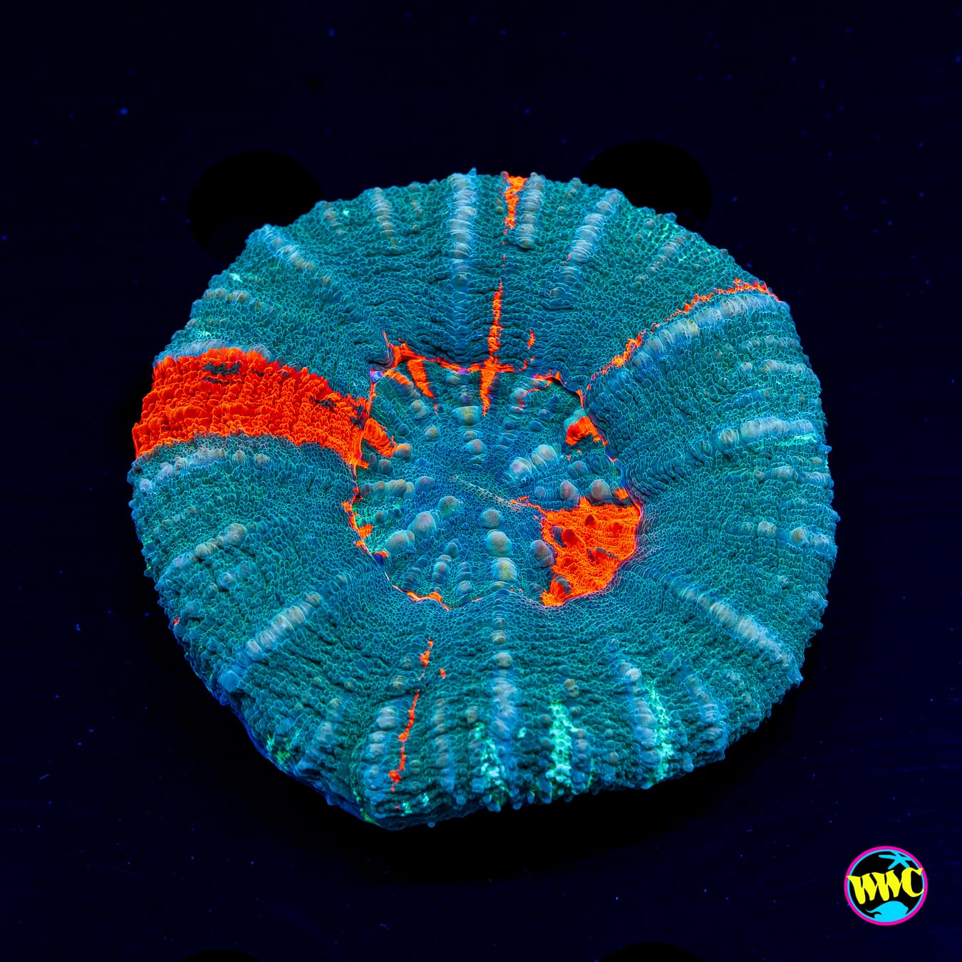 Burning Seafoam Scolymia - Daylight Photo