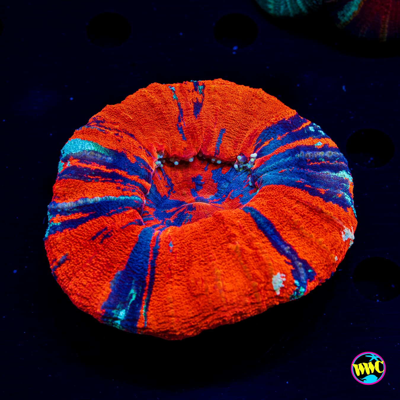 Reverse Warpaint Scolymia - Daylight Photo