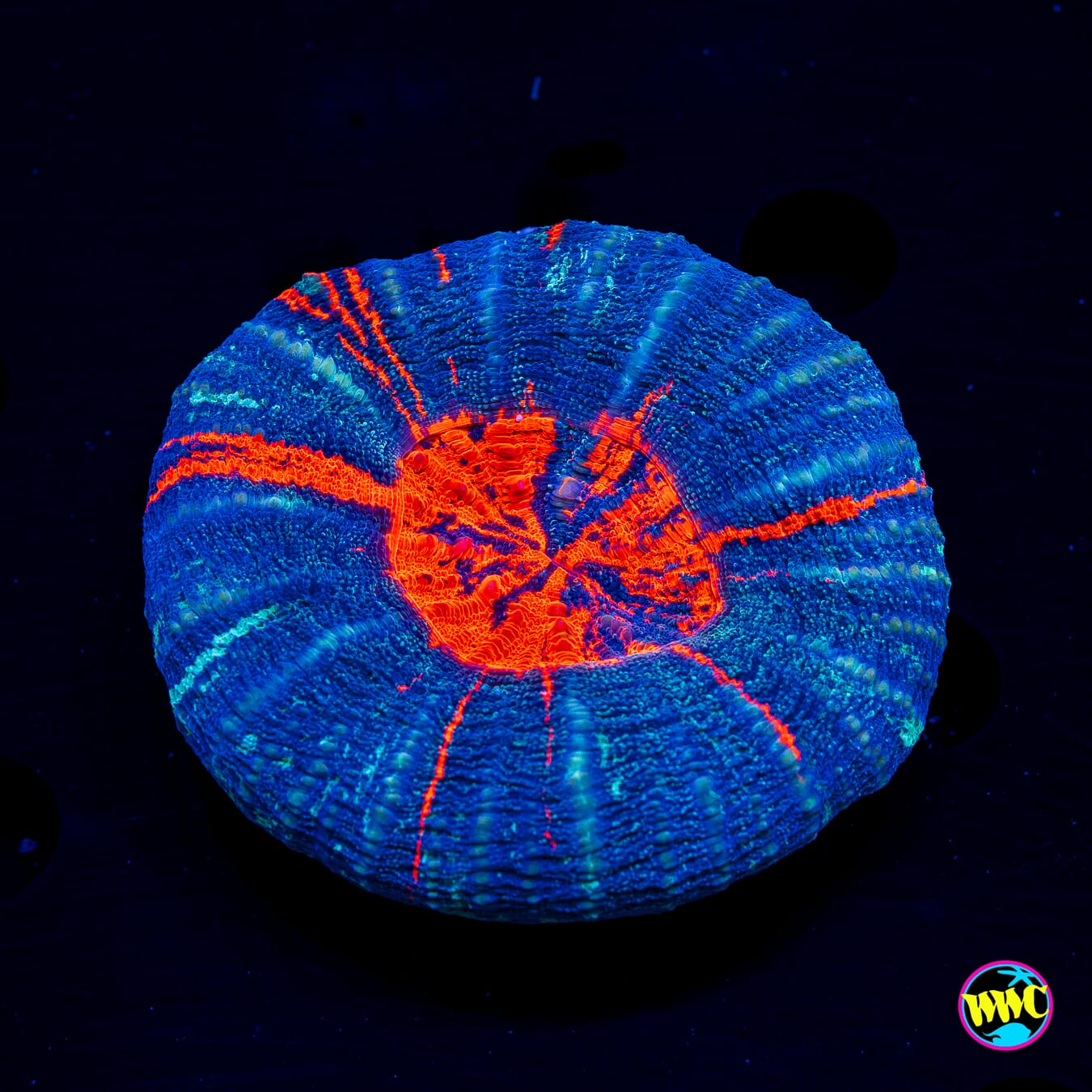Fiery Core Warpaint Scolymia - Daylight Photo
