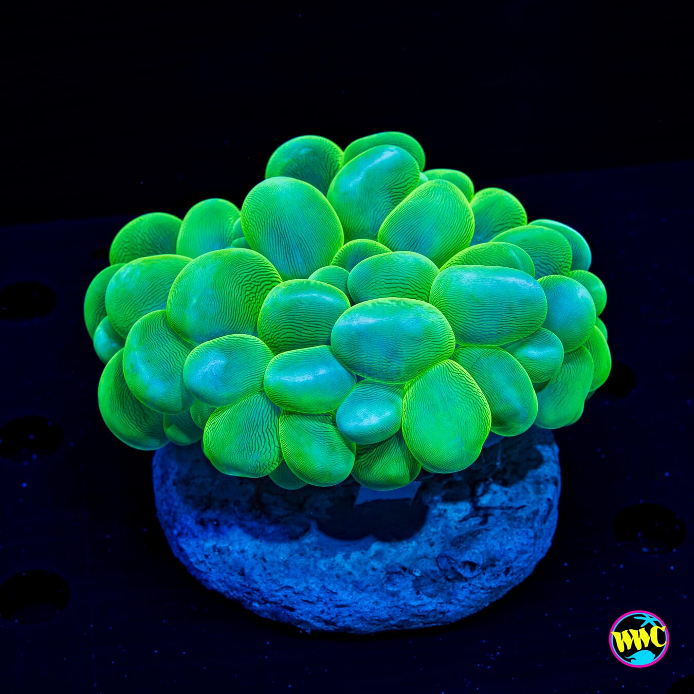 Neon Green Bubble - Daylight Photo