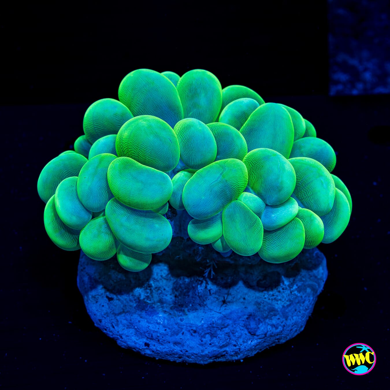 Neon Green Bubble - Daylight Photo