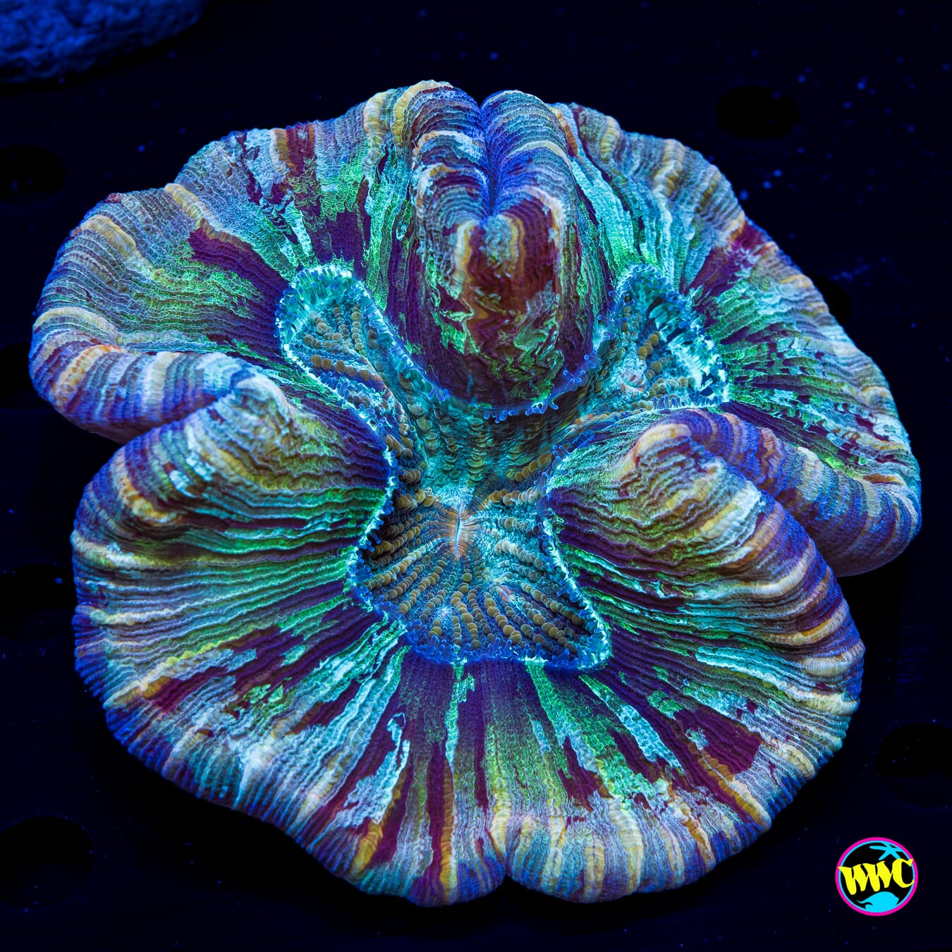 Pastel Splatter Trachyphyllia - Daylight Photo