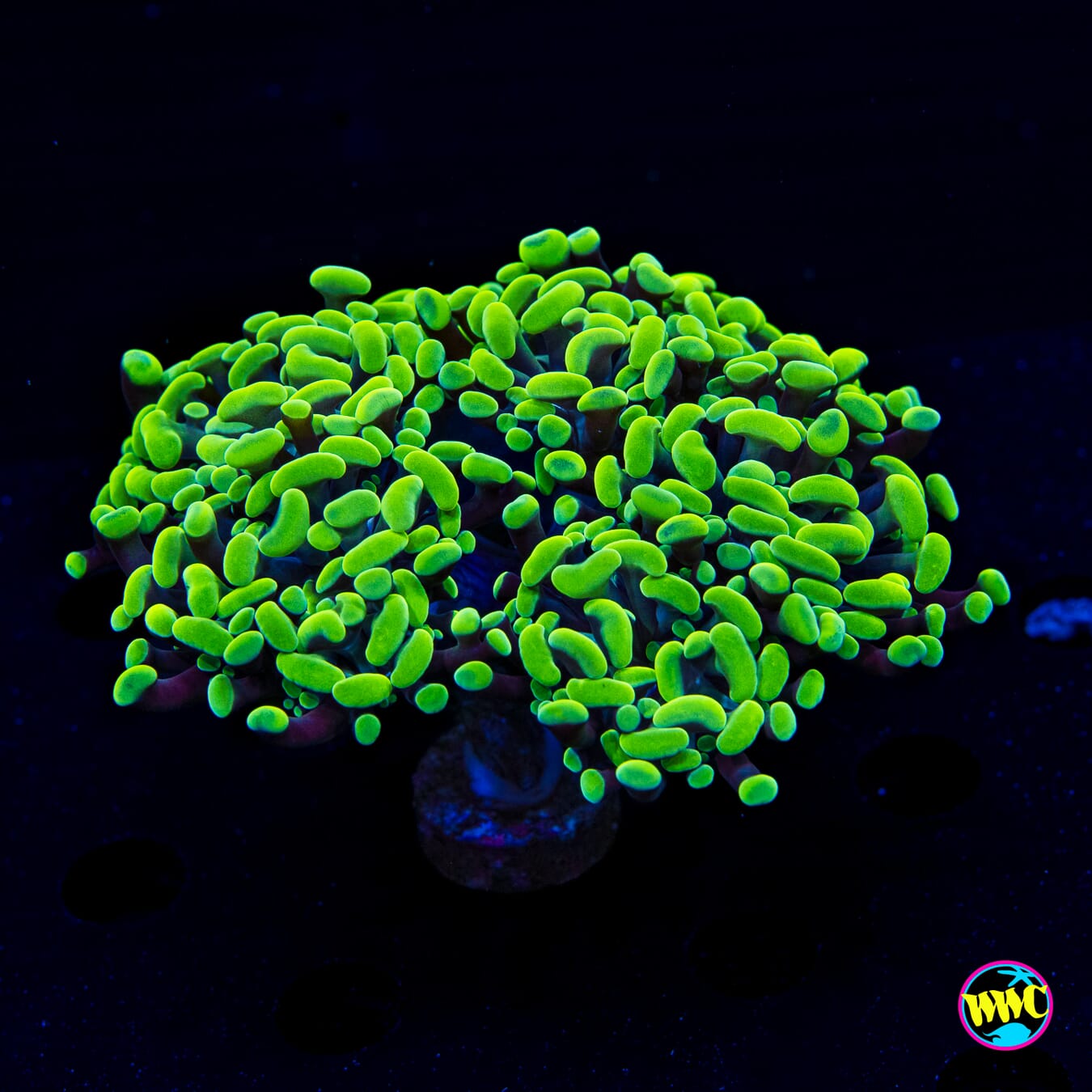 Beyond Neon Branching Hammer - Daylight Photo