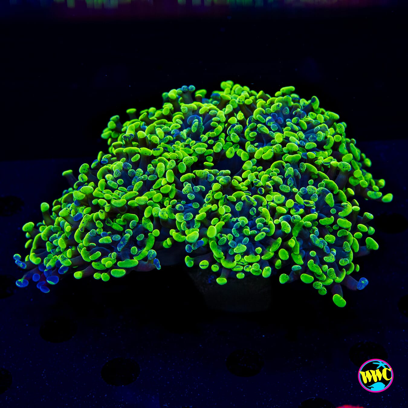 Neon Splatter Branching Hammer - Daylight Photo