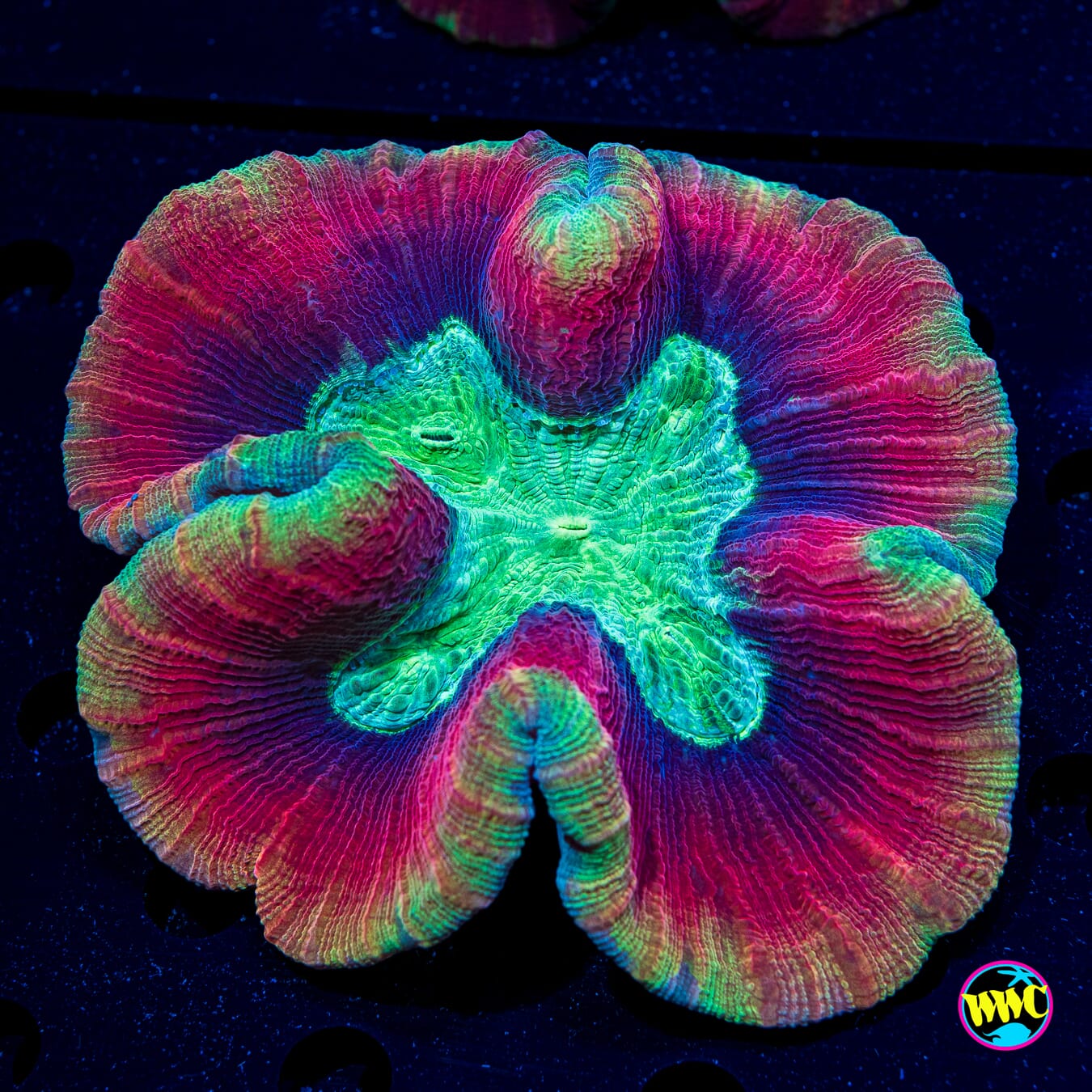 Scarlet Knight Trachyphyllia - Daylight Photo