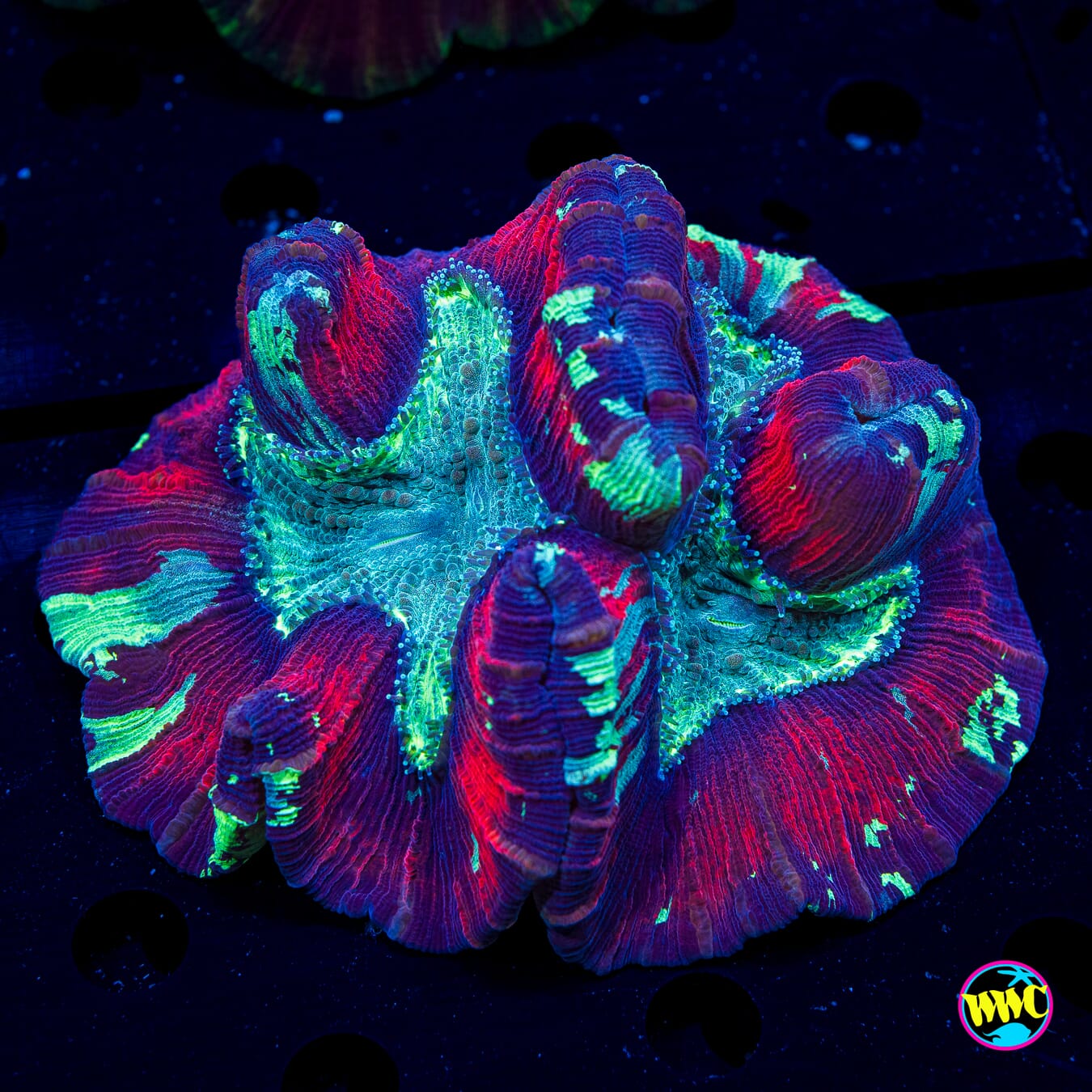 Purple Parlor Trachyphyllia - Daylight Photo
