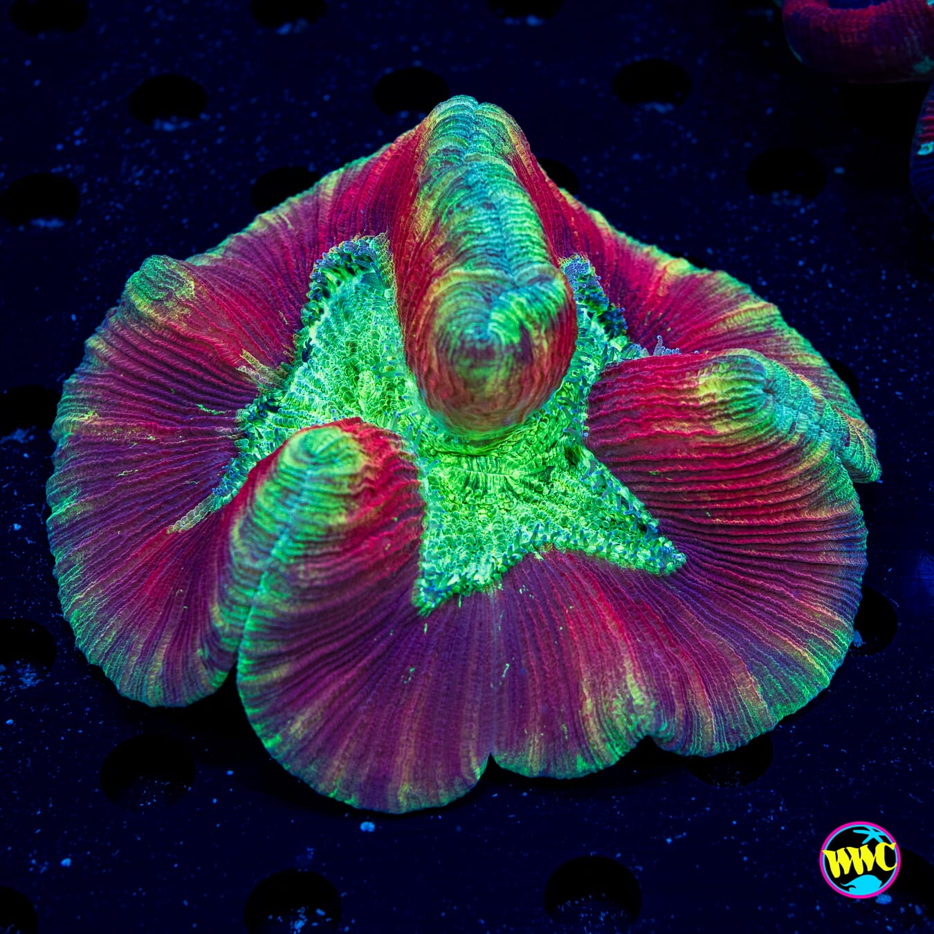 Cherry Lime Trachyphyllia - Daylight Photo