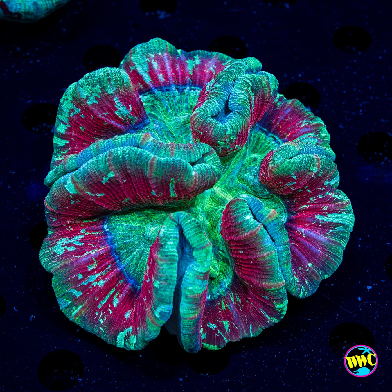Tealio Trachyphyllia - Daylight Photo