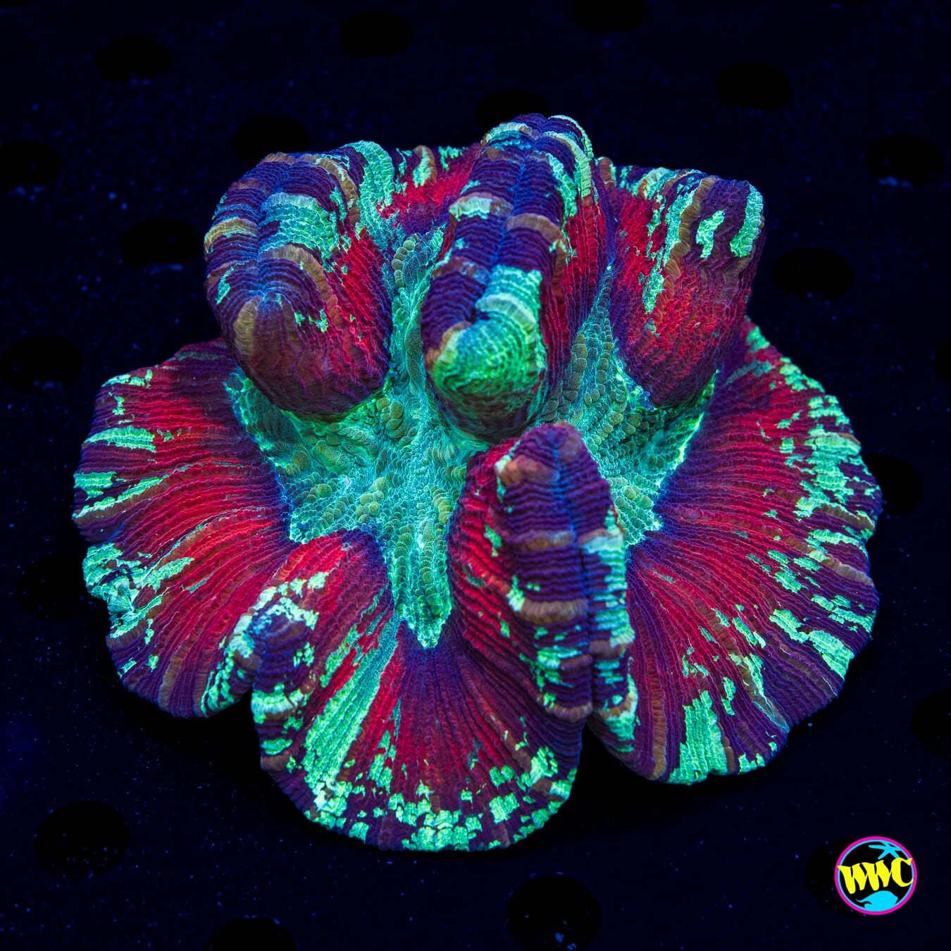 Misty Abyss Trachyphyllia - Daylight Photo
