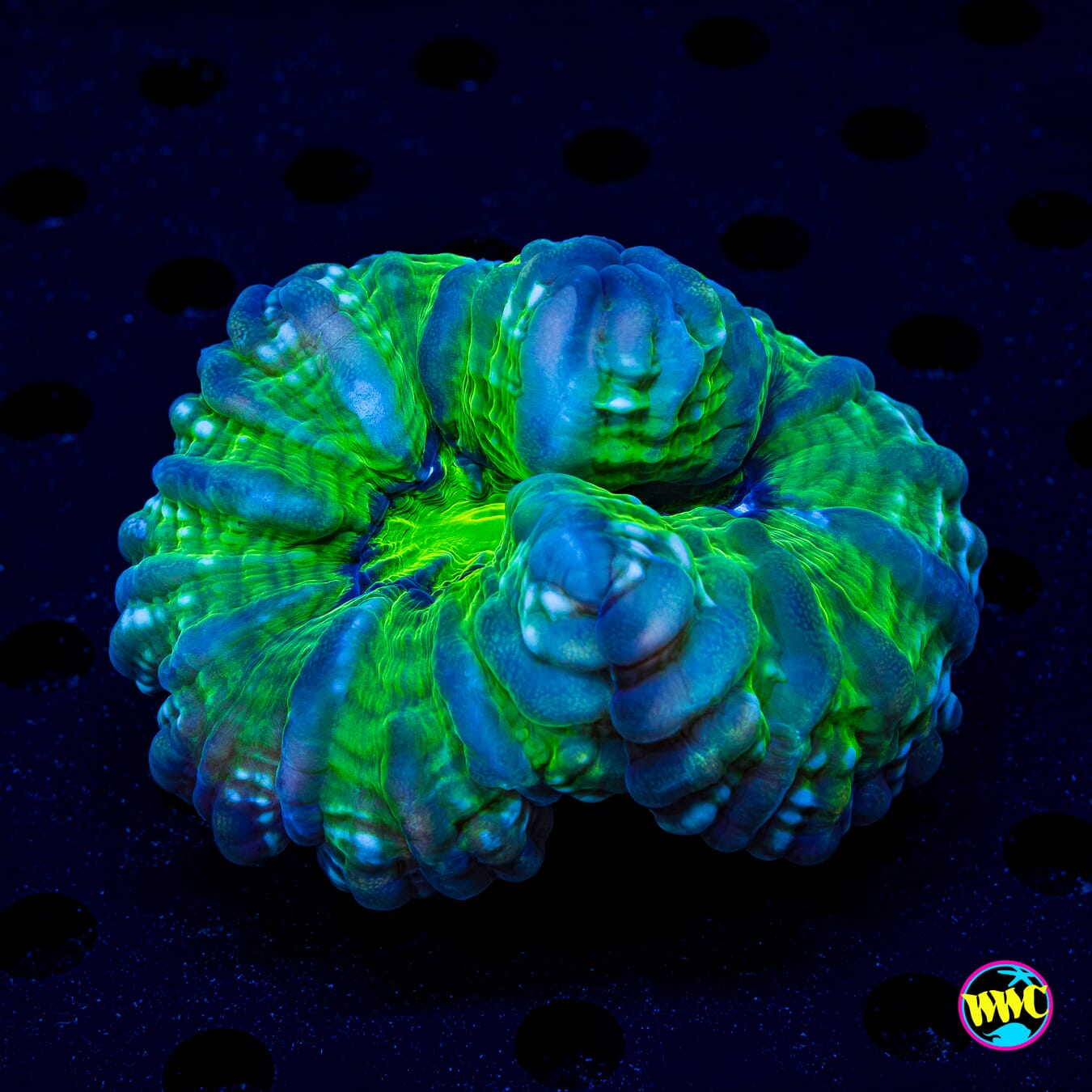 Jolly Green Cynarina - Daylight Photo