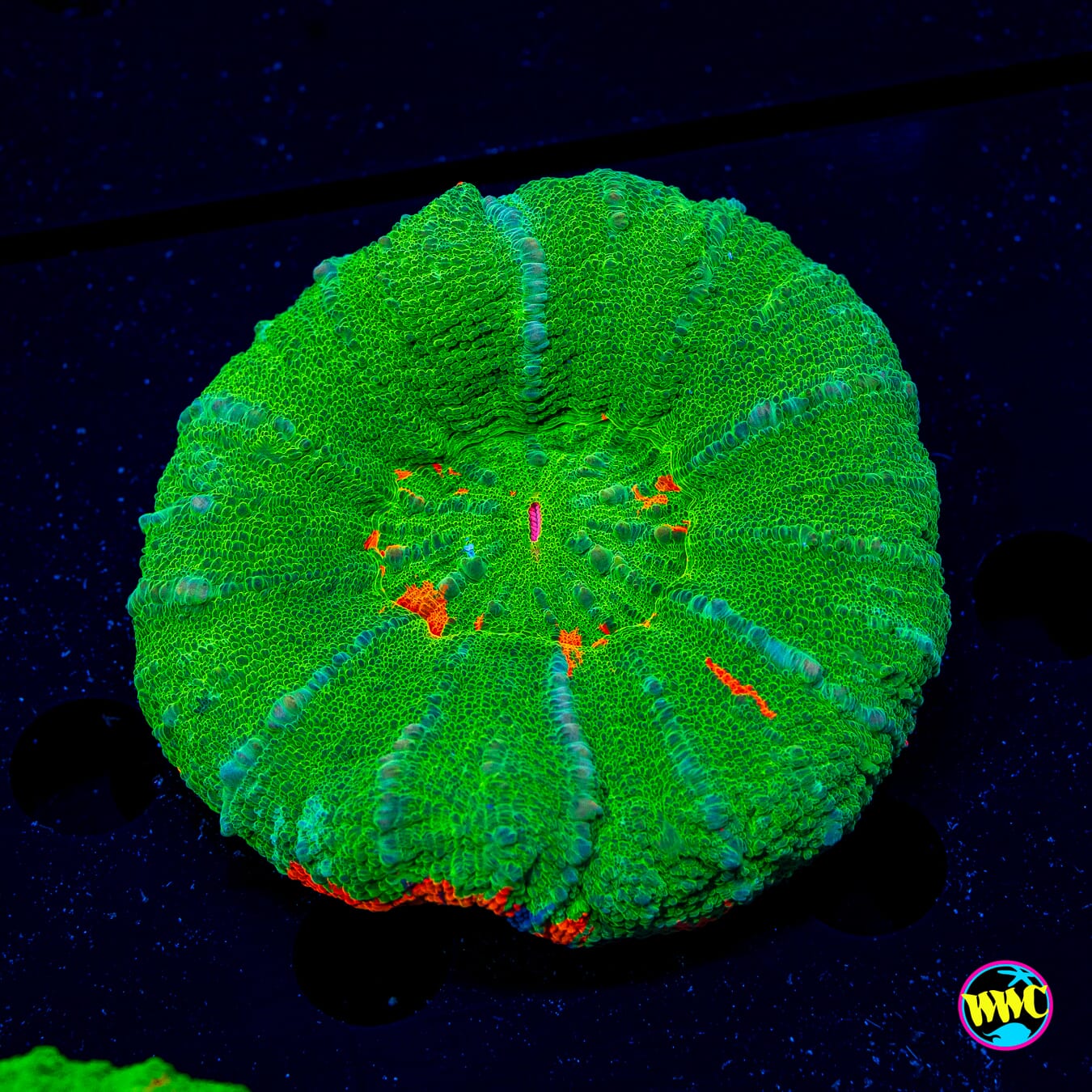 Candy Apple Scolymia - Daylight Photo