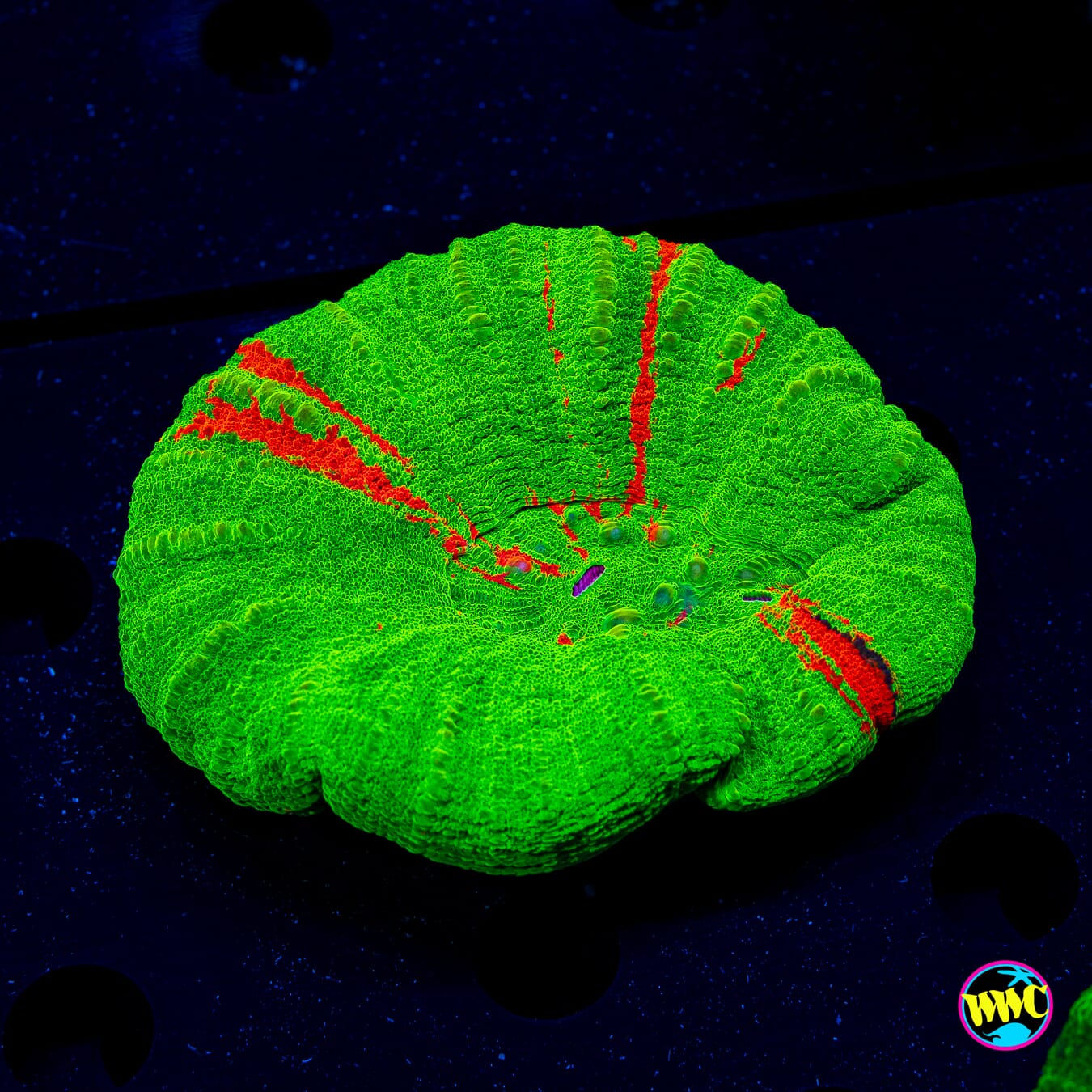 Bleeding Apple Scolymia - Daylight Photo