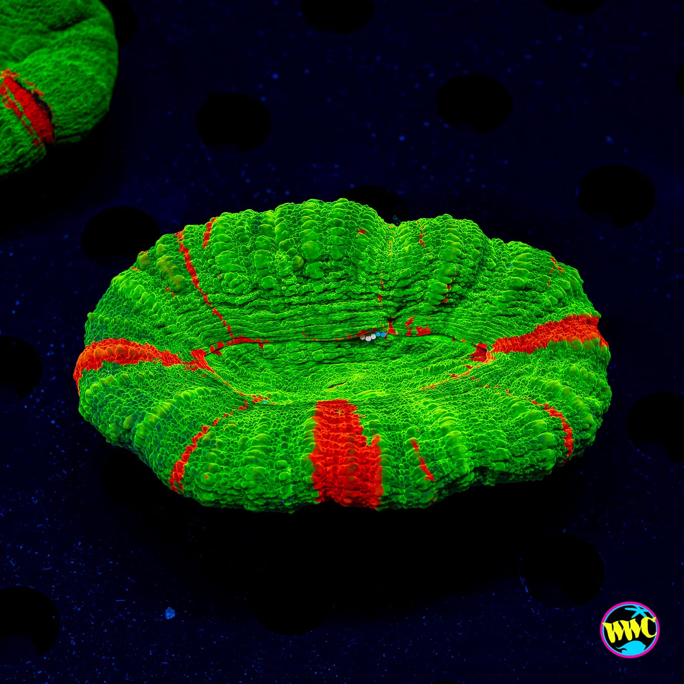 Bleeding Apple Scolymia - Daylight Photo