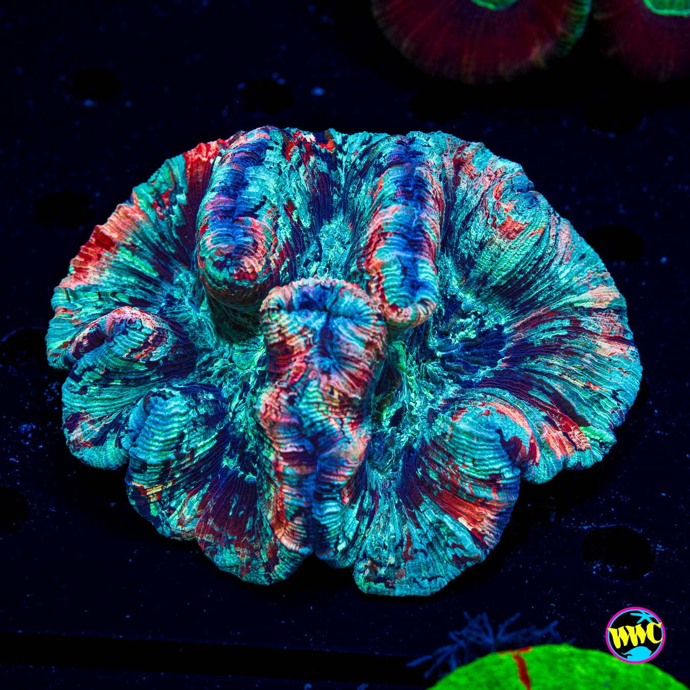 Arctic Rainbow Trachyphyllia - Daylight Photo