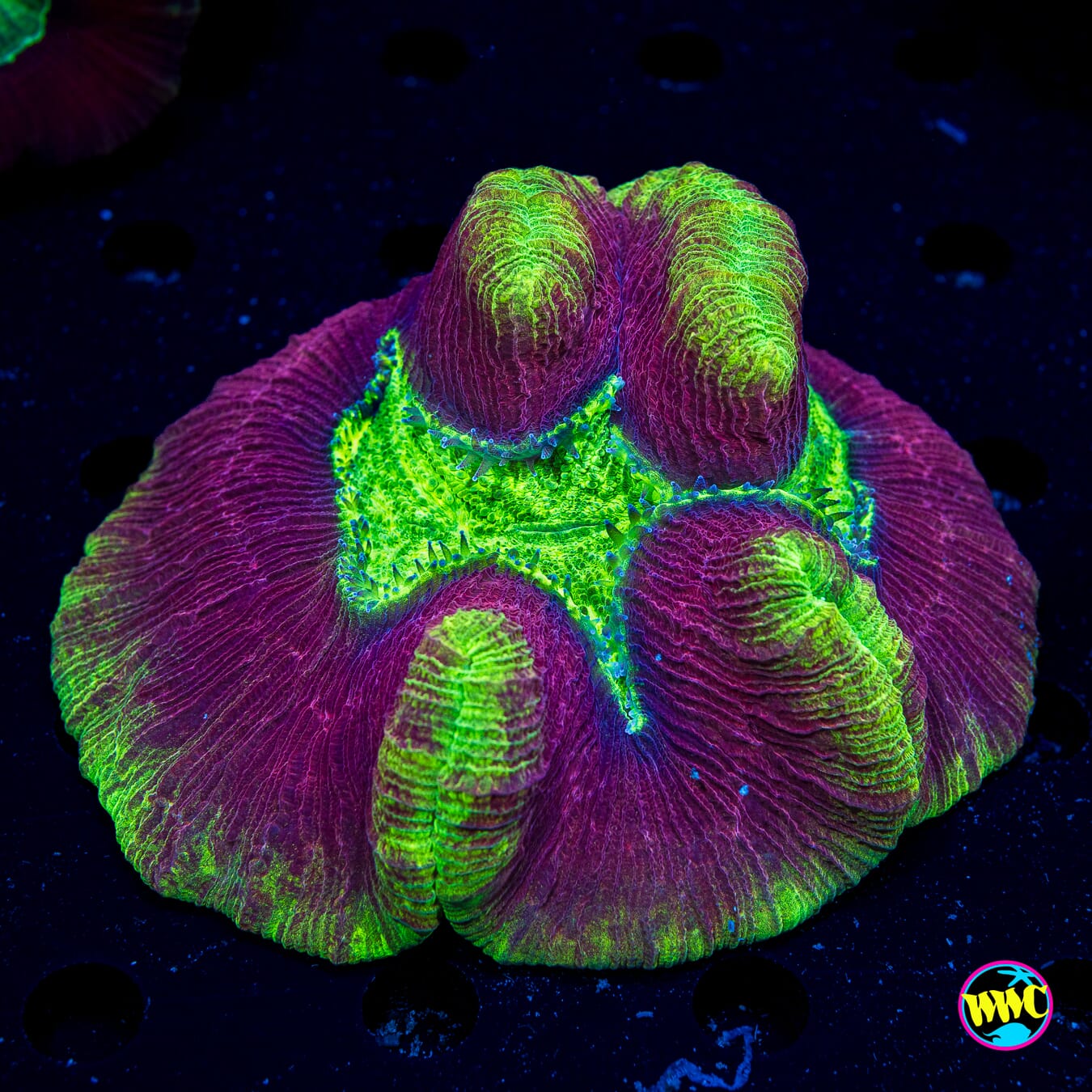Crossfire Trachyphyllia - Daylight Photo