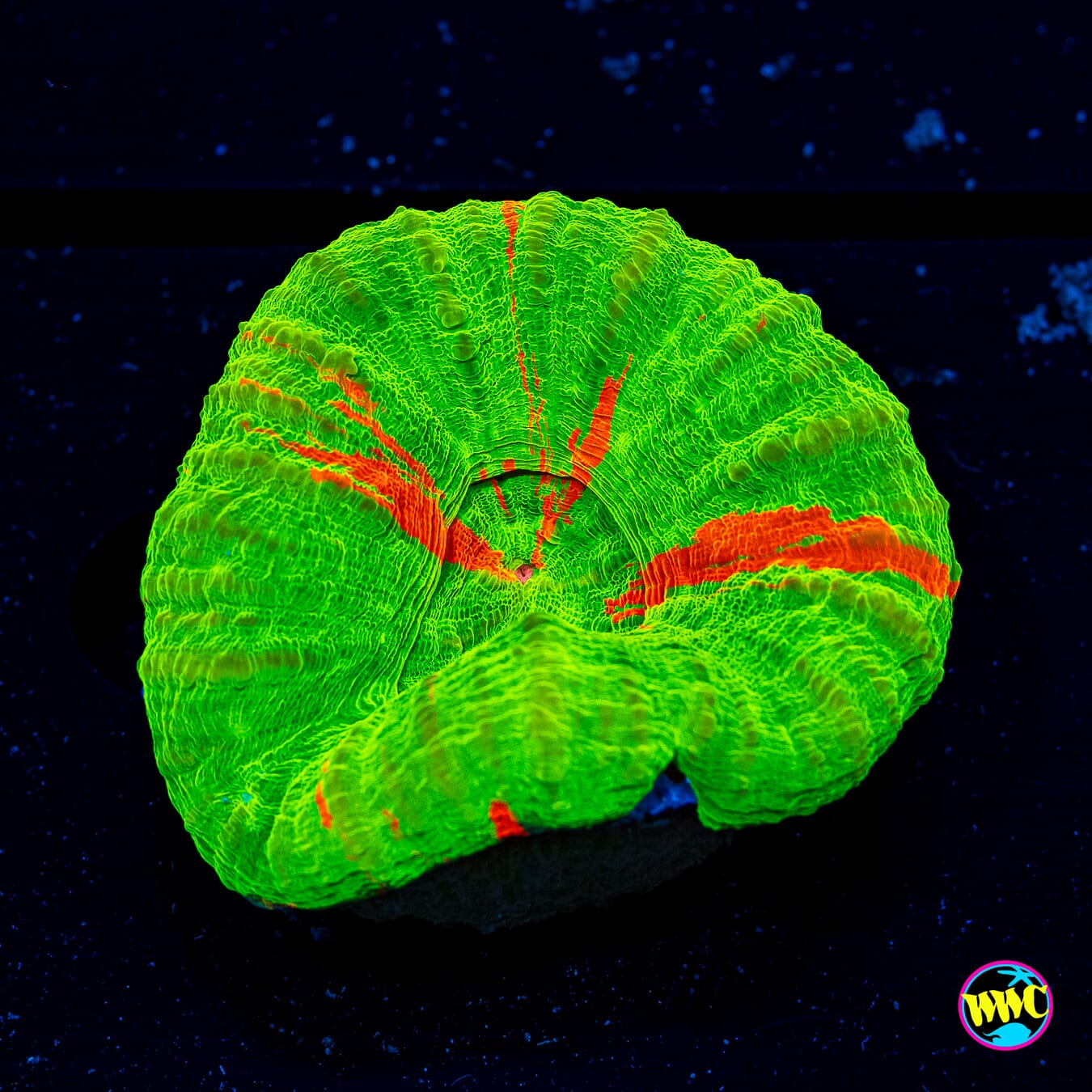 Bleeding Apple Scolymia - Daylight Photo