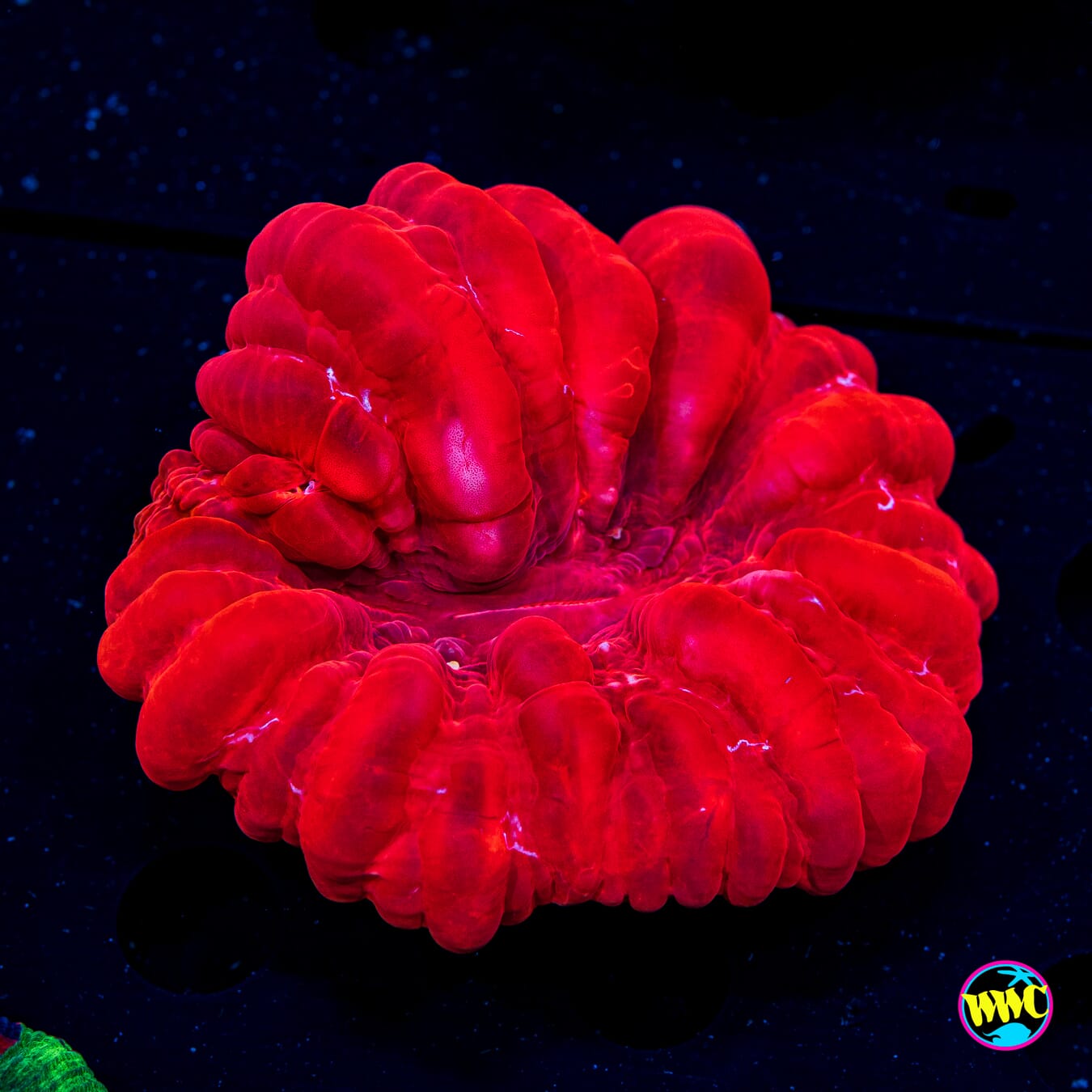 Very Cherry Cynarina - Daylight Photo