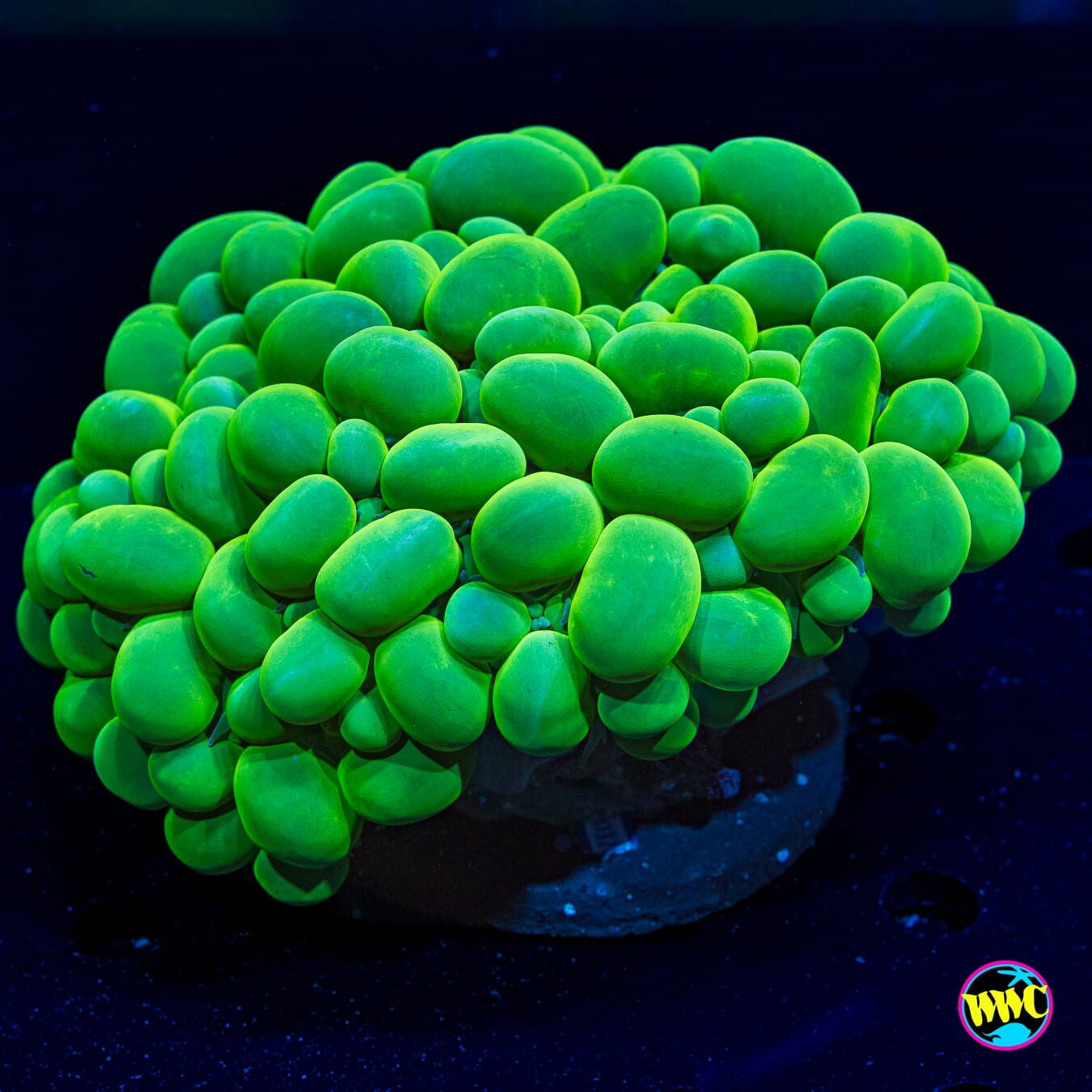 Neon Bubble - Daylight Photo