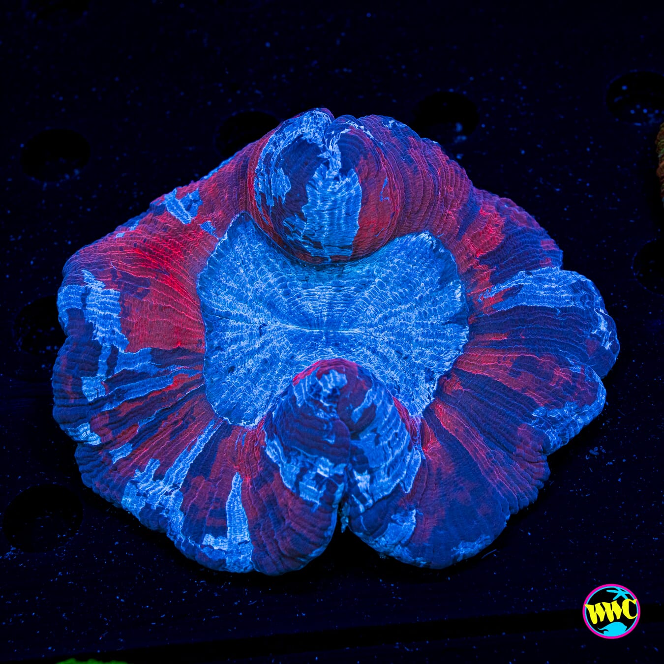Purple Nurple Trachyphyllia - Daylight Photo