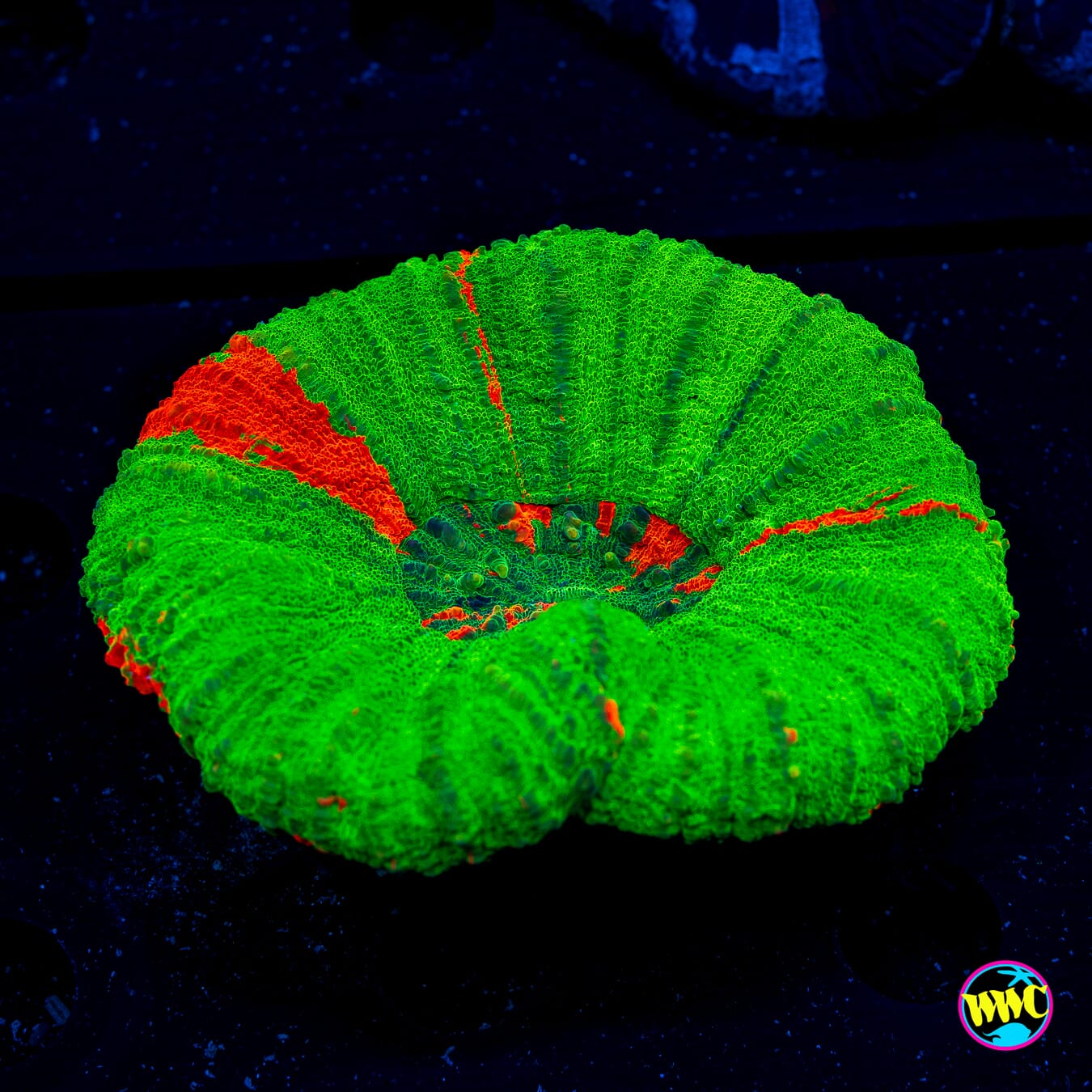 Bleeding Apple Scolymia - Daylight Photo