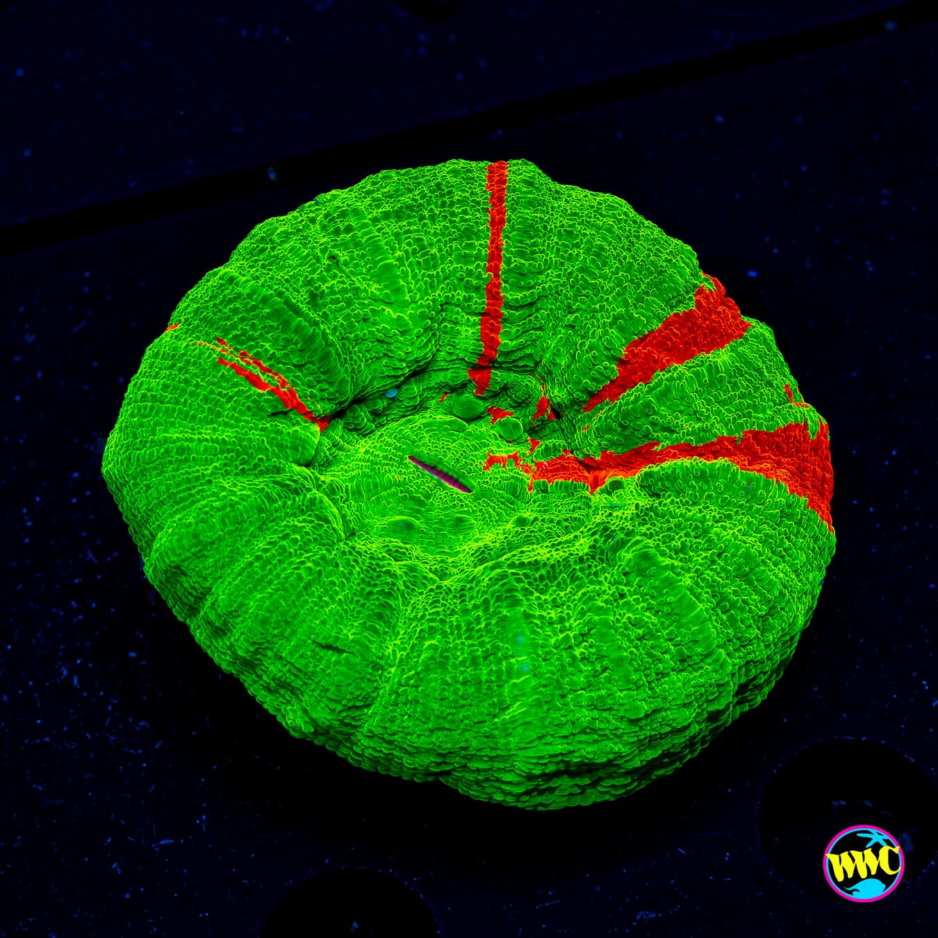 Bleeding Apple Scolymia - Daylight Photo