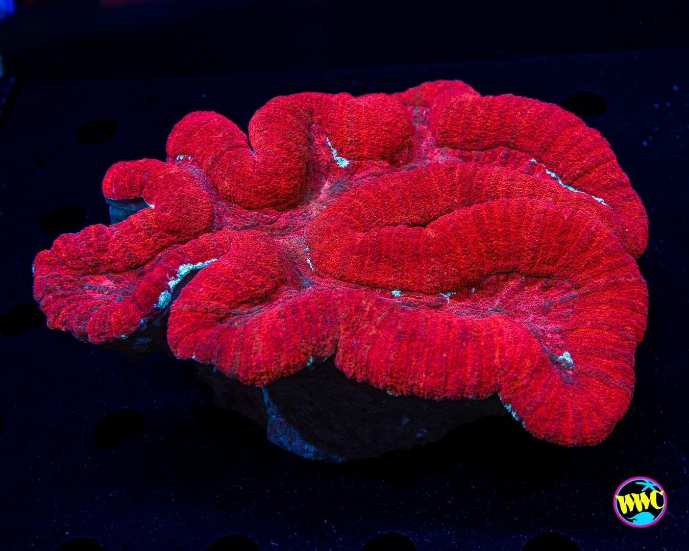 Strawberry Delight Lobophyllia - Daylight Photo