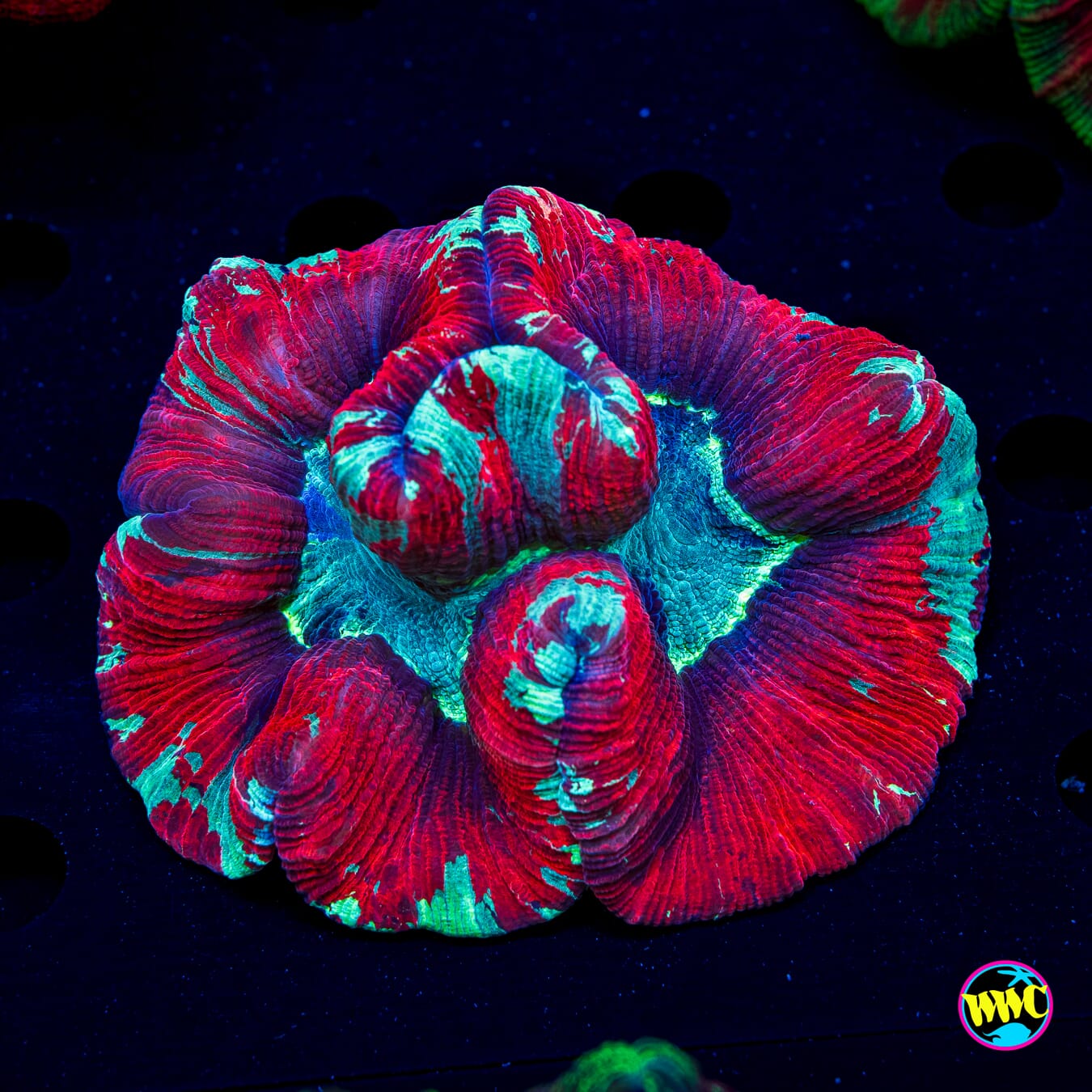 Seeing Red Trachyphyllia - Daylight Photo