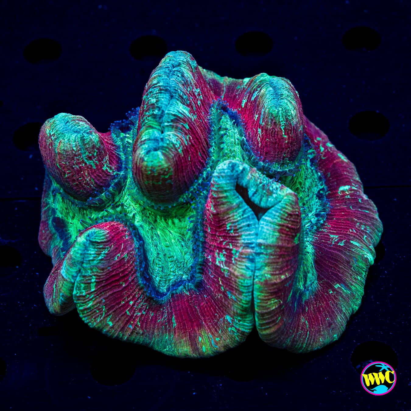 Frozen Core Trachyphyllia - Daylight Photo