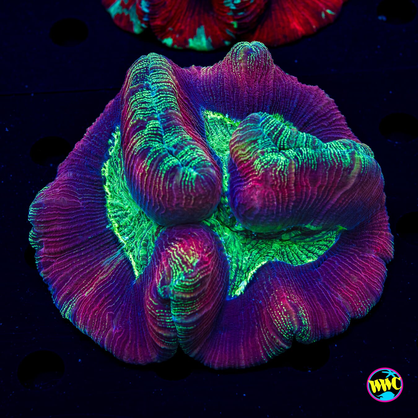Berry Bonanza Trachyphyllia - Daylight Photo