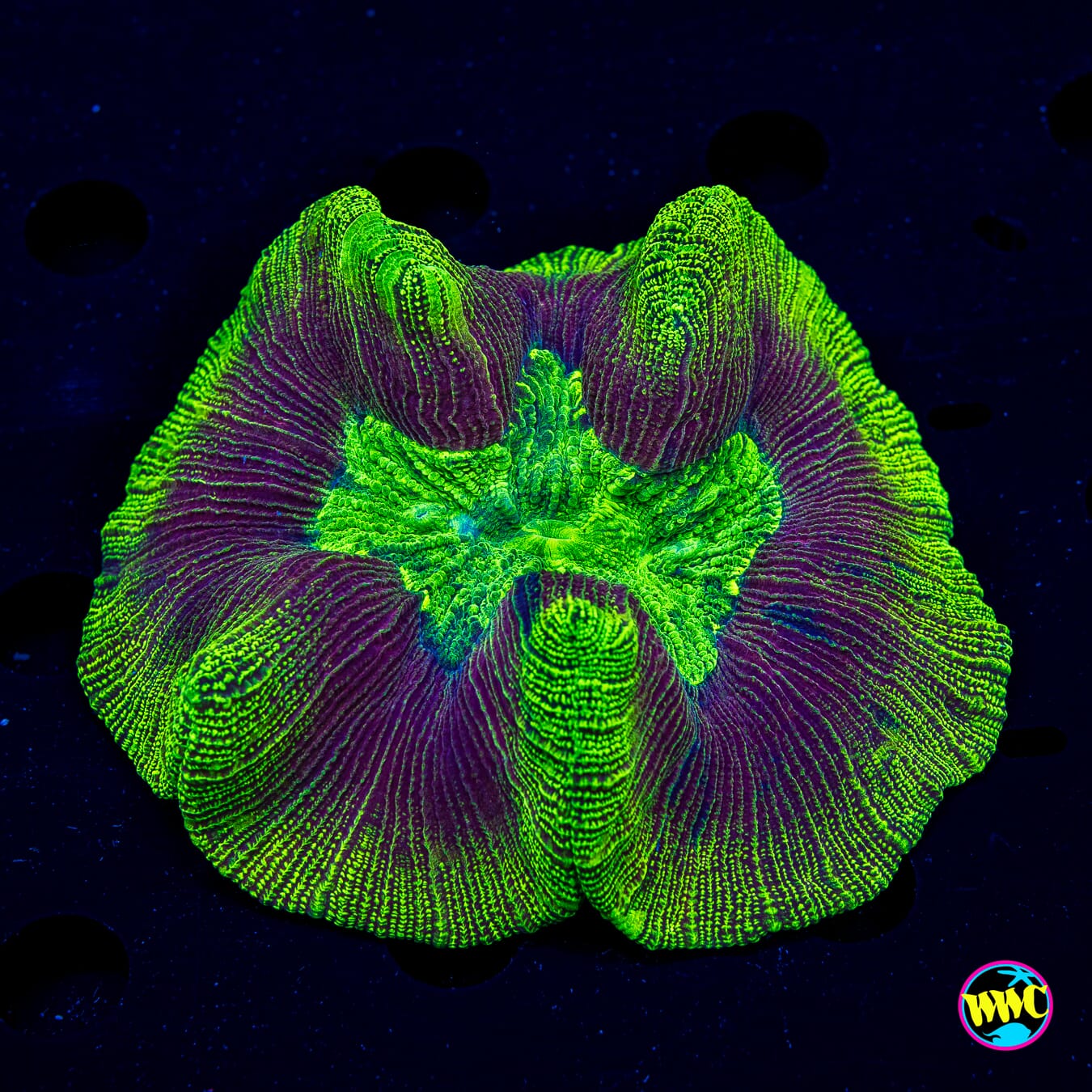 Electric Storm Trachyphyllia - Daylight Photo