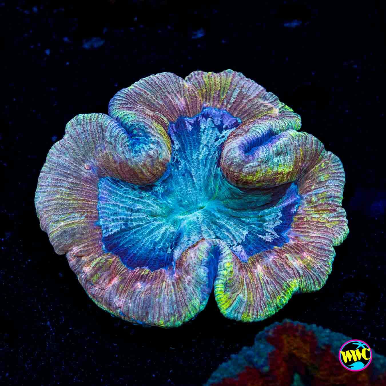 Opalescent Trachyphyllia - Daylight Photo