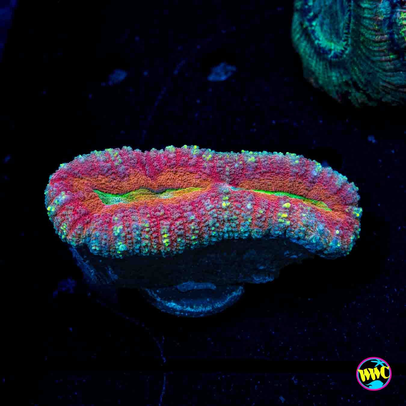 Alien Lagoon Lobophyllia - Daylight Photo