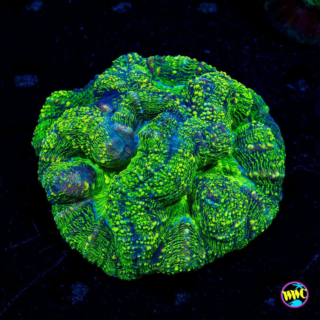 Toxic Cloud Lobophyllia - Daylight Photo