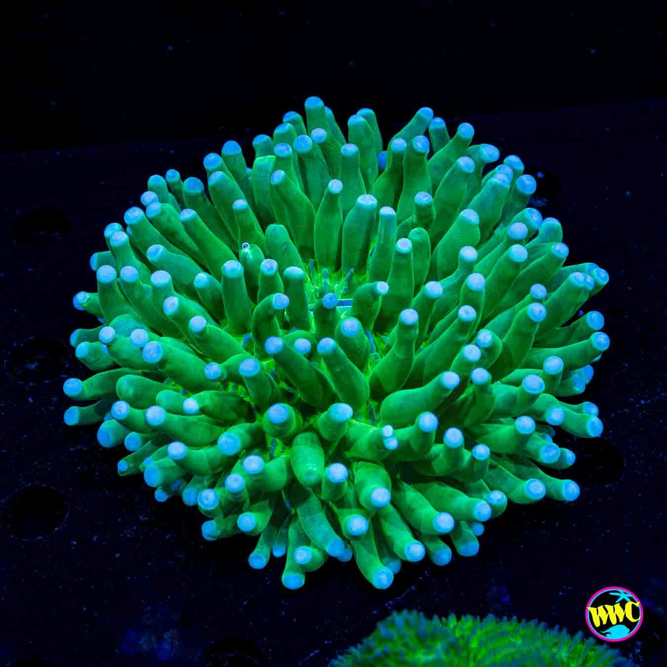Juicy Fruit Heliofungia Plate - Daylight Photo