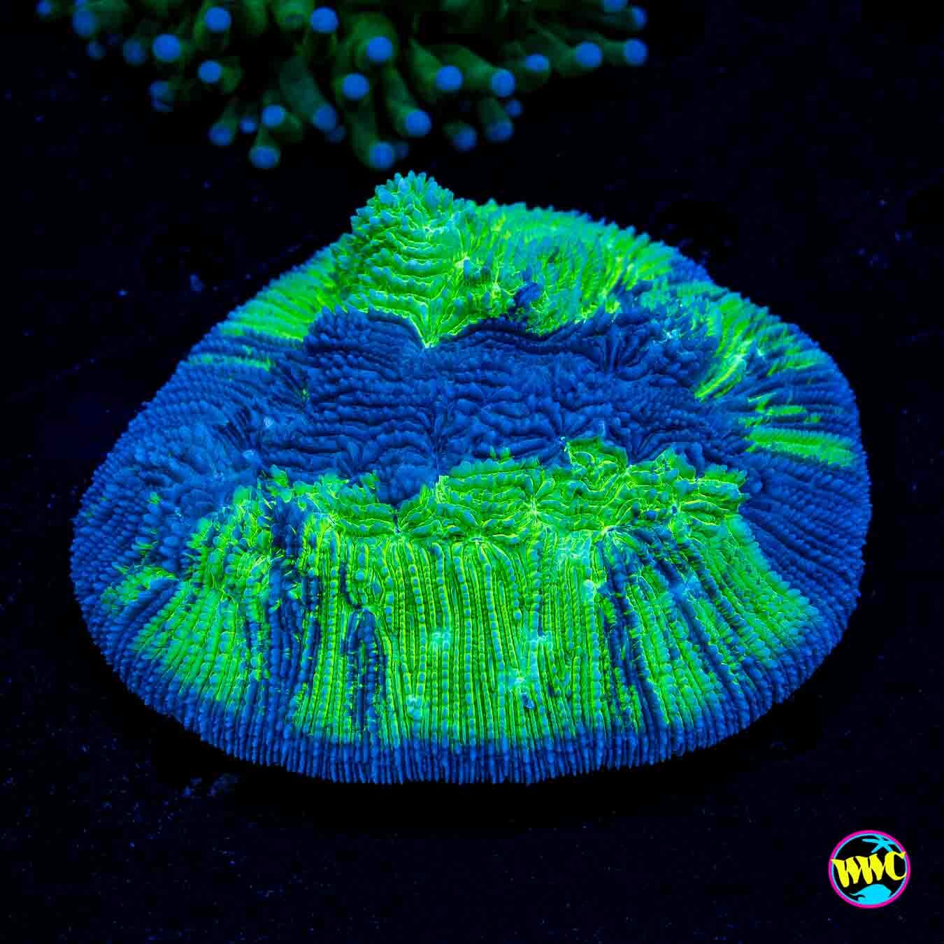 Hemisphere Tongue Coral - Daylight Photo