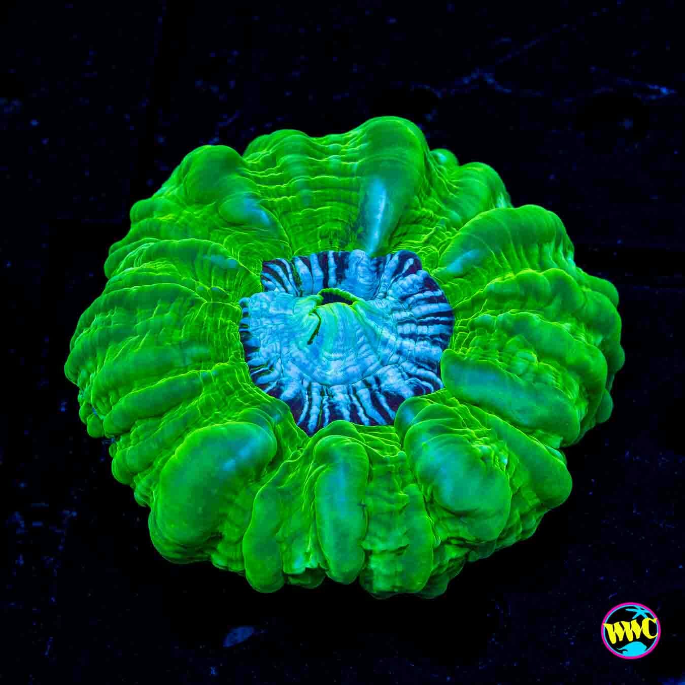 Hemisphere Tongue Coral - Daylight Photo