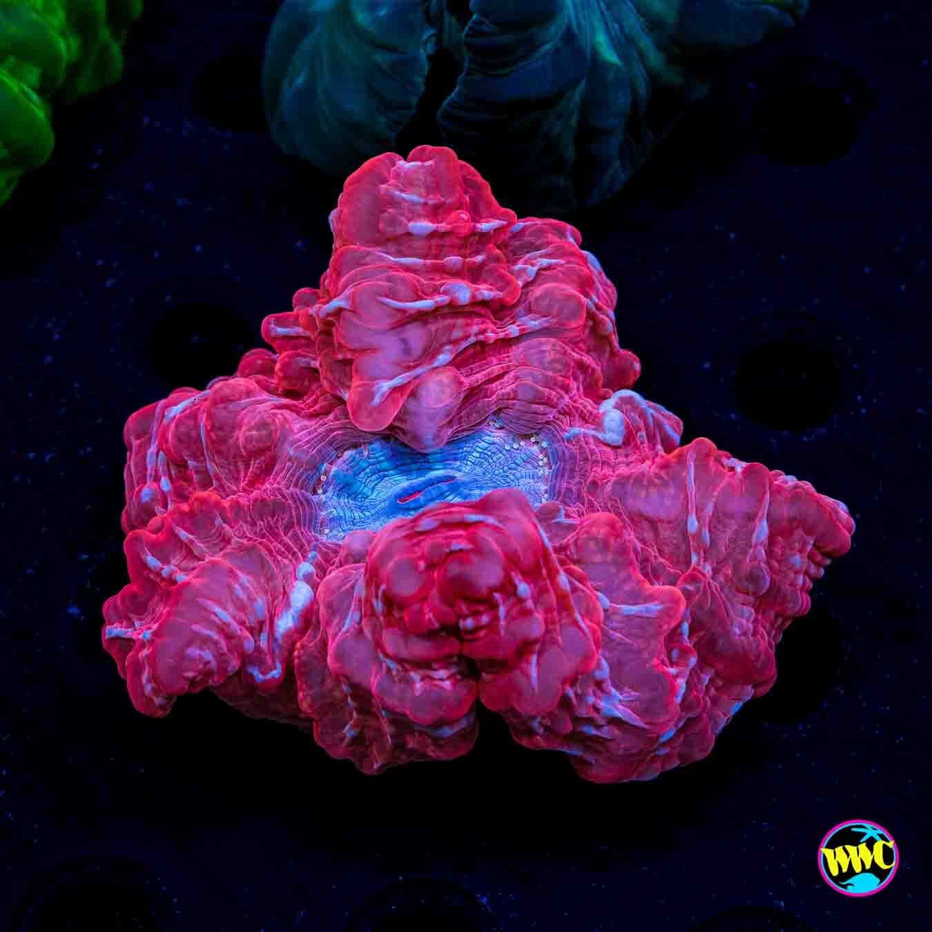 Frozen Core Cynarina - Daylight Photo
