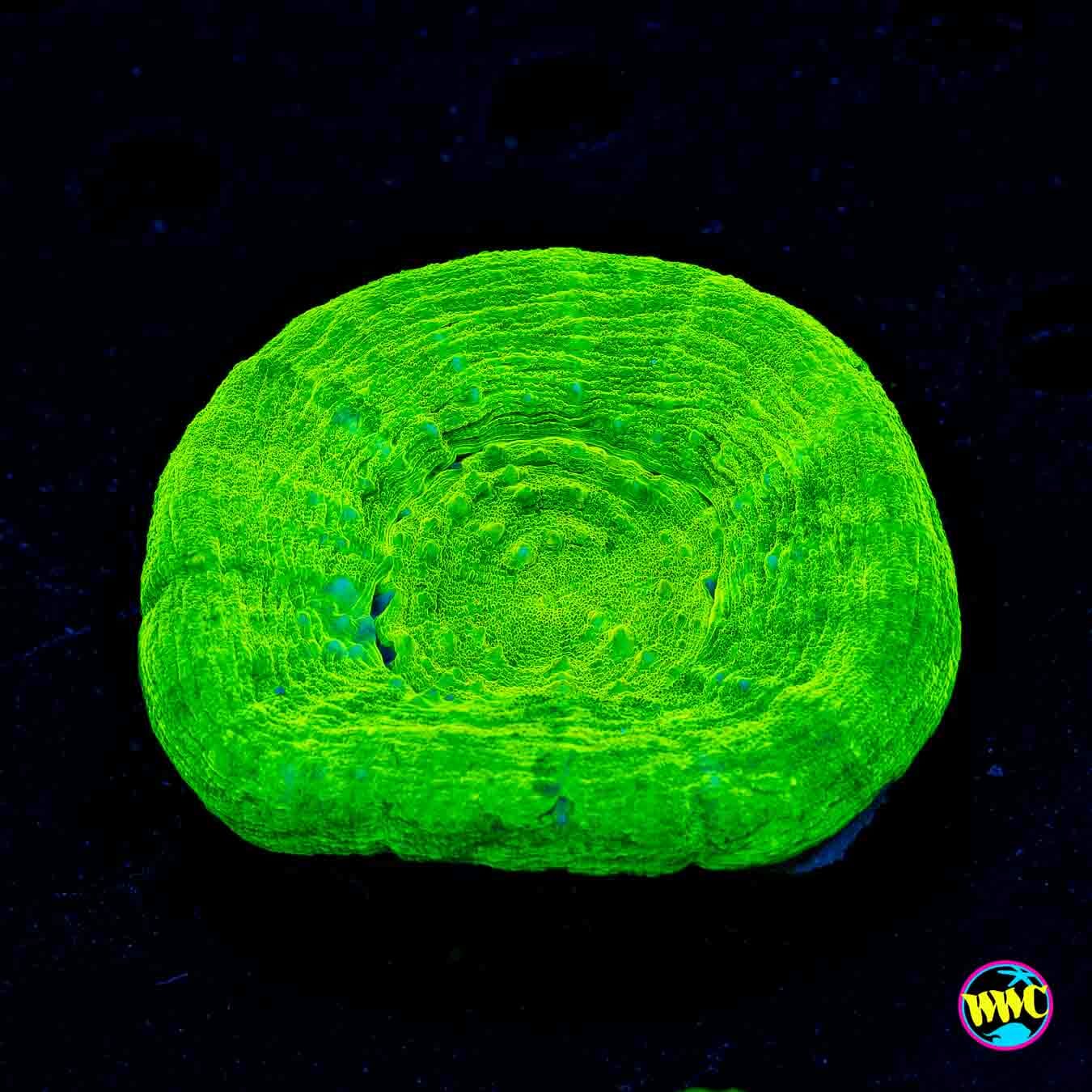 Granny Smith Scolymia - Daylight Photo