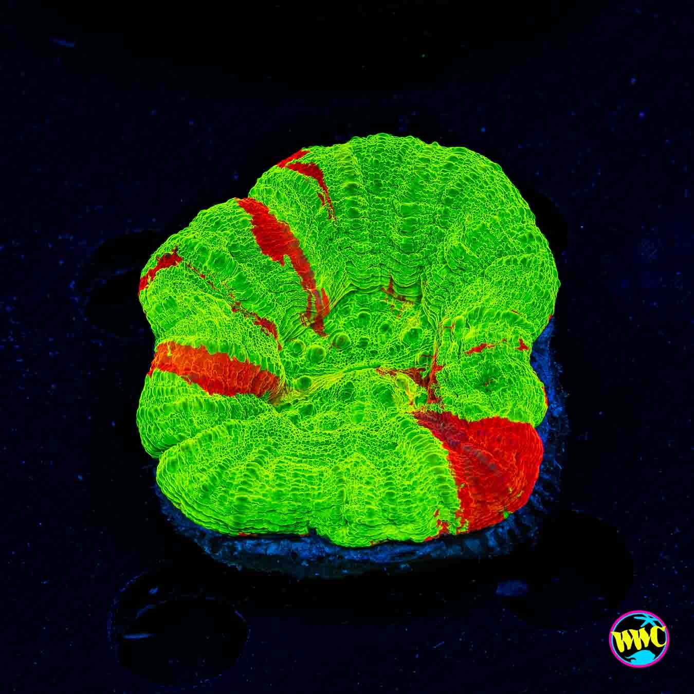Bleeding Apple Scolymia - Daylight Photo