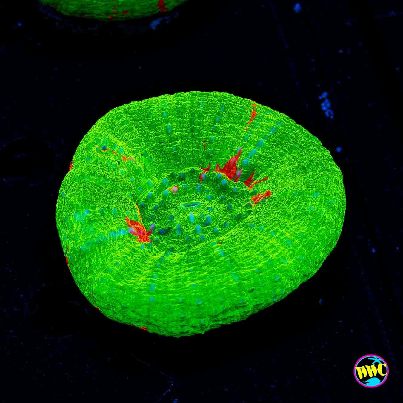 Bleeding Apple Scolymia - Daylight Photo