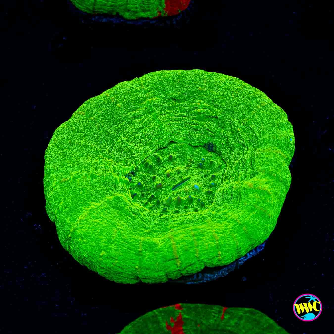 Mutsu Apple Scolymia - Daylight Photo